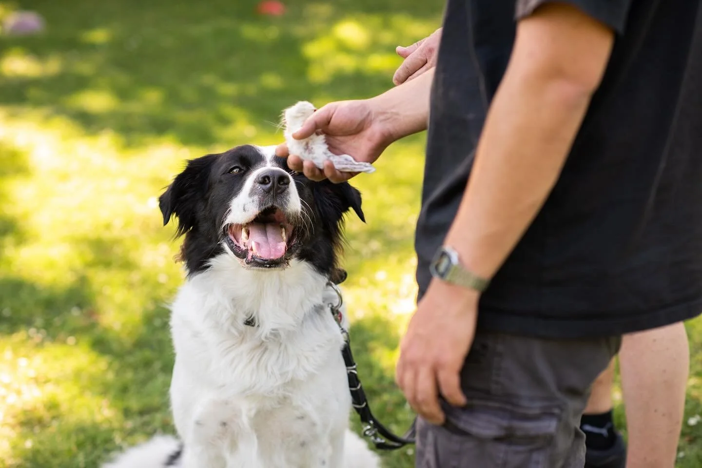 Ein kleiner R&uuml;ckblick auf unseren Gruppenkurs im August bei bestem Wetter, tollen Hunden und noch tolleren Menschen ☀️🐾 
Der Gruppenkurs &lsquo;Impulskontrolle&rsquo; steht unter dem Motto: Widerstehe der Versuchung! Die Hunde lernten, ruhig zu