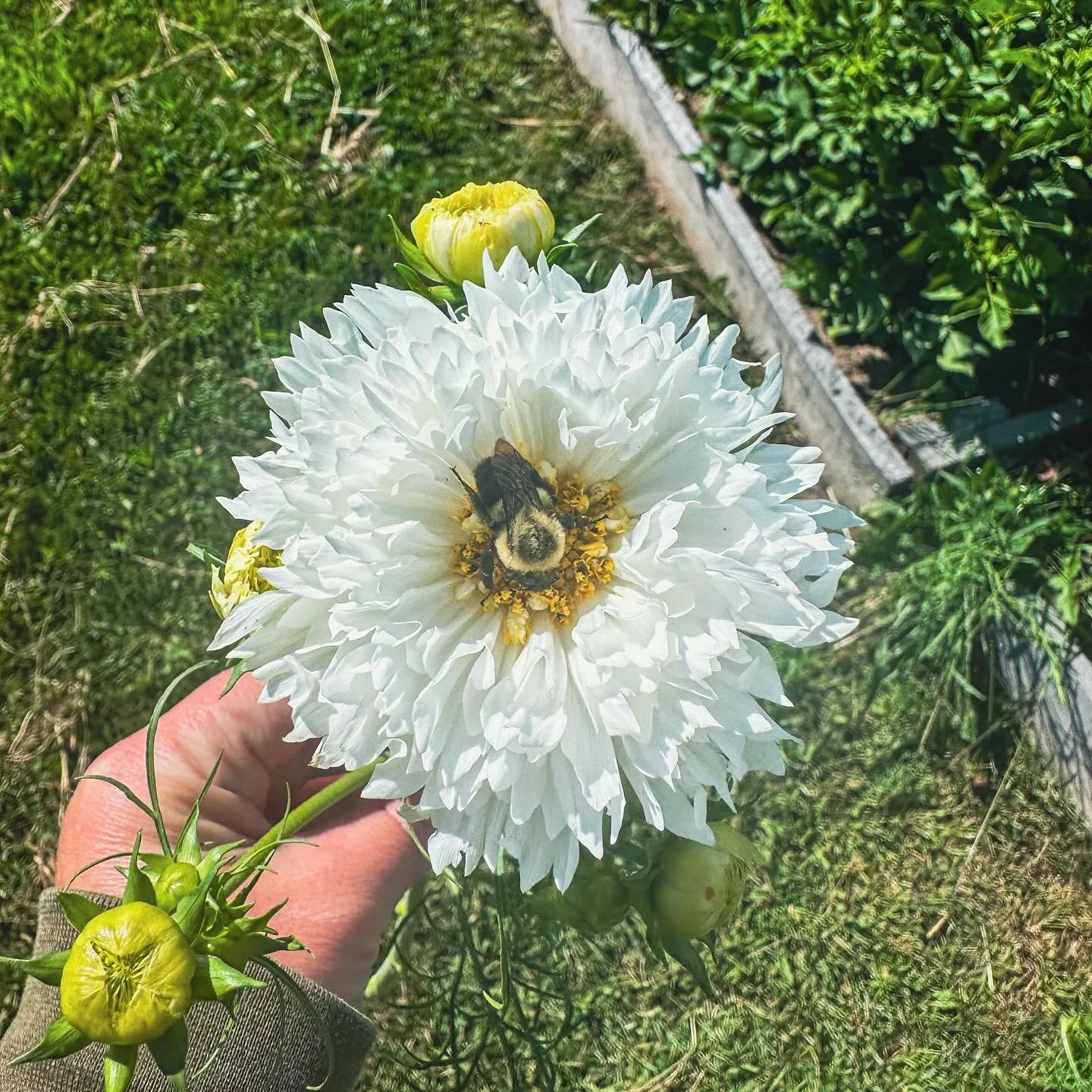 The bumbles are the least willing to fly away when Im cutting flowers 🐝

#tailwaterflowerfarm 
#tailwaterfarm