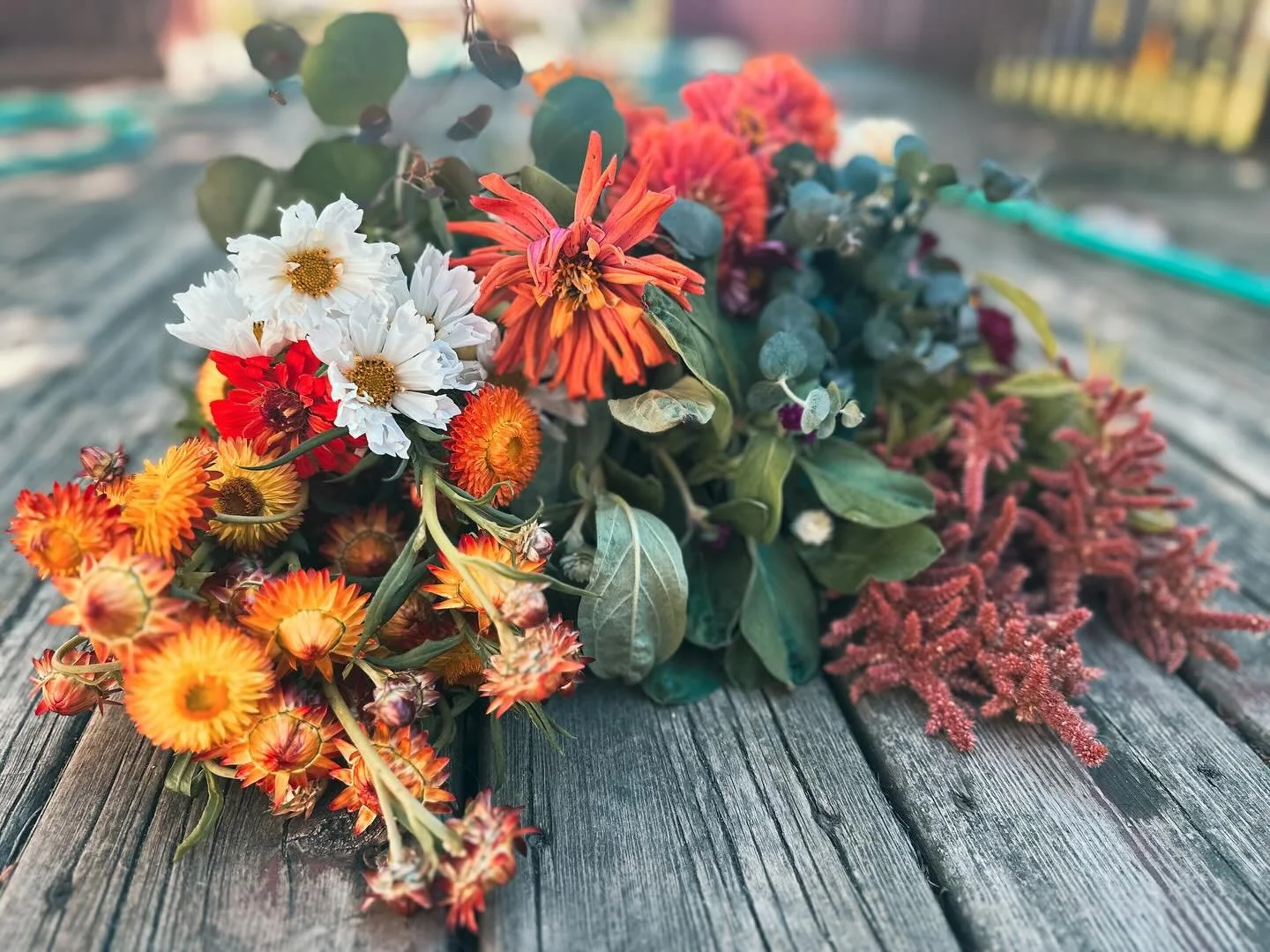 Late summer photo dump. What a good one it&rsquo;s been ✨✨

Lots of blooms 🌻
Lots of bouquets 💐
Lots of bugs 🫣

#tailwaterflowerfarm 
#tailwaterfarm
#cutflowerfarm