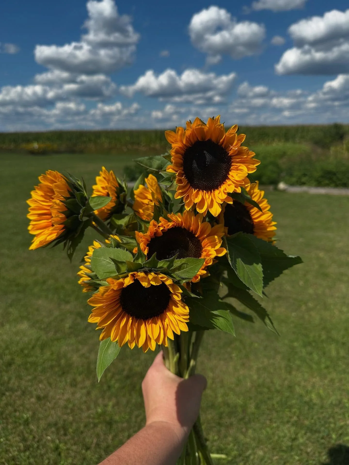 Cool weather update and available extras! ⬇️

Our second (maybe third? 🤪) flush of sunnies are coming in strong! Dahlias are a little behind this year, the first blooms are just showing up, and while the hot loving flowers are slowing down, the cool
