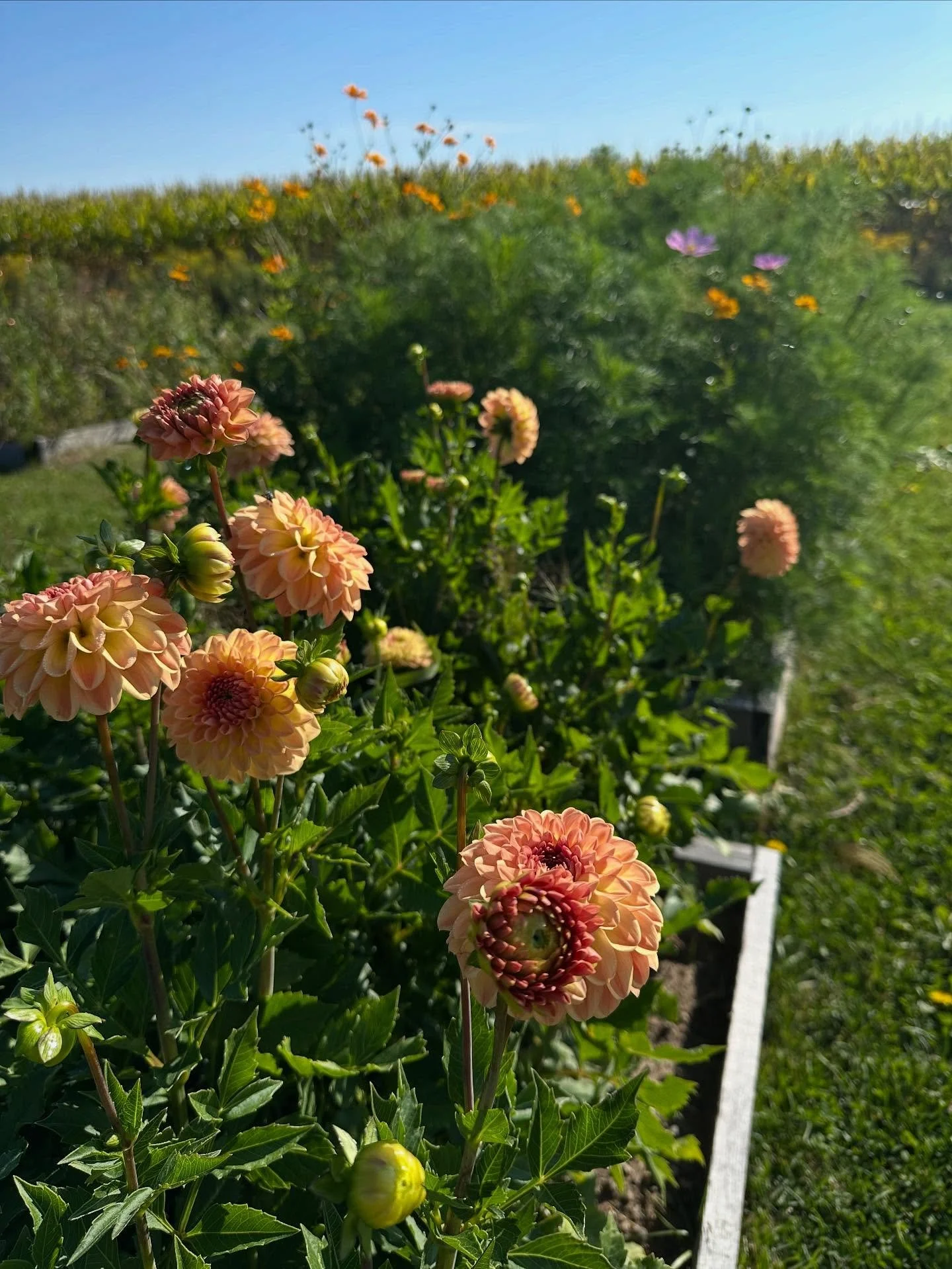 It&rsquo;s hard to not love Dahlias. 
Their beautiful blooms make planting, digging tubers, overwintering and sorting all worth it ✨ 

#tailwaterflowerfarm
#dahlia 
#flowerfarm 
#tailwaterfarm