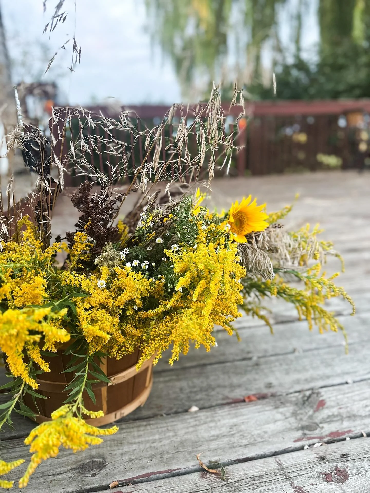 Foraging and drying. Preserving the abundance of summer in photos. 

I&rsquo;ve begun drying more and more flowers. Wreaths, flower crowns and dried petals are all on deck for this fall 🍂🌻

#tailwaterflowerfarm 
#tailwaterfarm
#driedflowers 
#flora