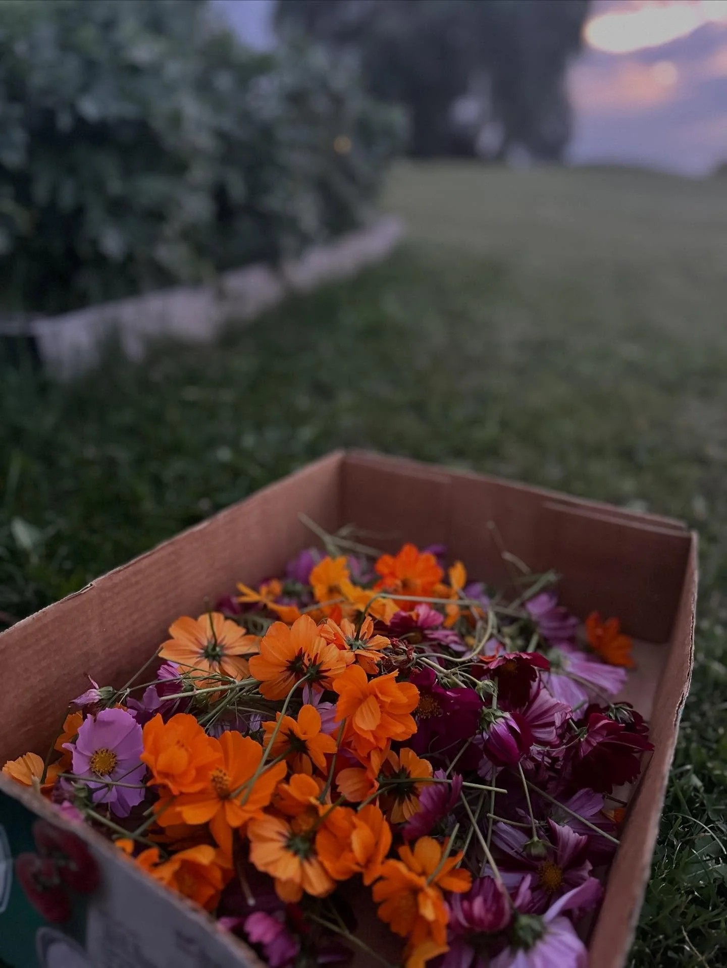 Snipped some cosmos tonight to put in the dehydrator. I&rsquo;ll only use the petals from these ones which is perfect for any stems that are wonky or too short to be used for bouquets. Plus, the orange petals make the prettiest flower confetti 🎉

#t