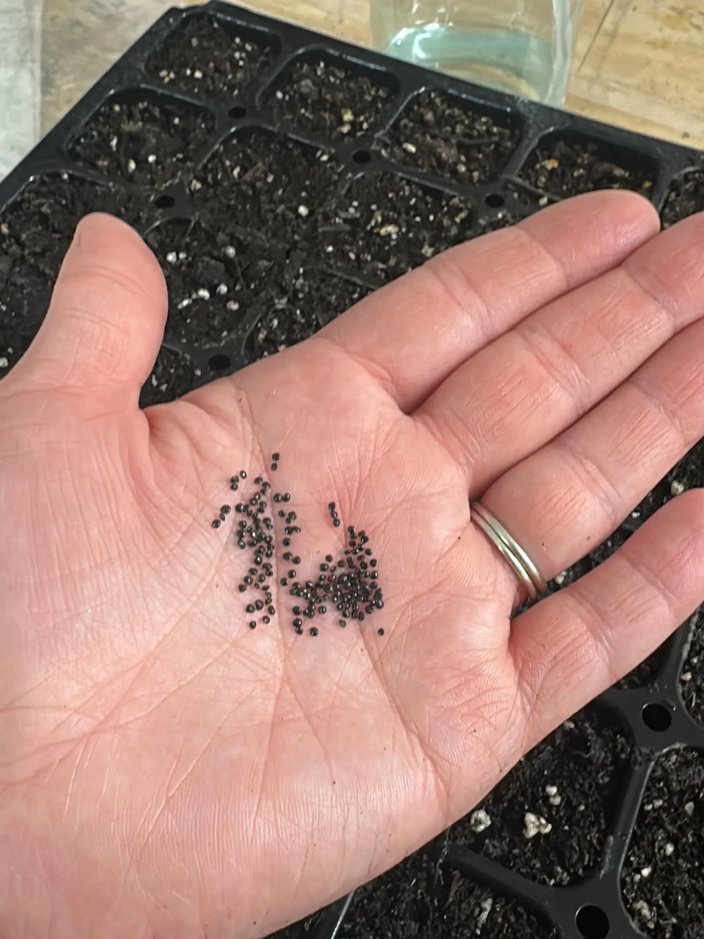 Early Spring photo dump 🌿

🌱 Starting itty bitty seeds 
🌱Waking up and sorting Dahlias
🌱Tilling up new garden spaces 

#flowerfarm #tailwaterflowerfarm #cutflowergarden