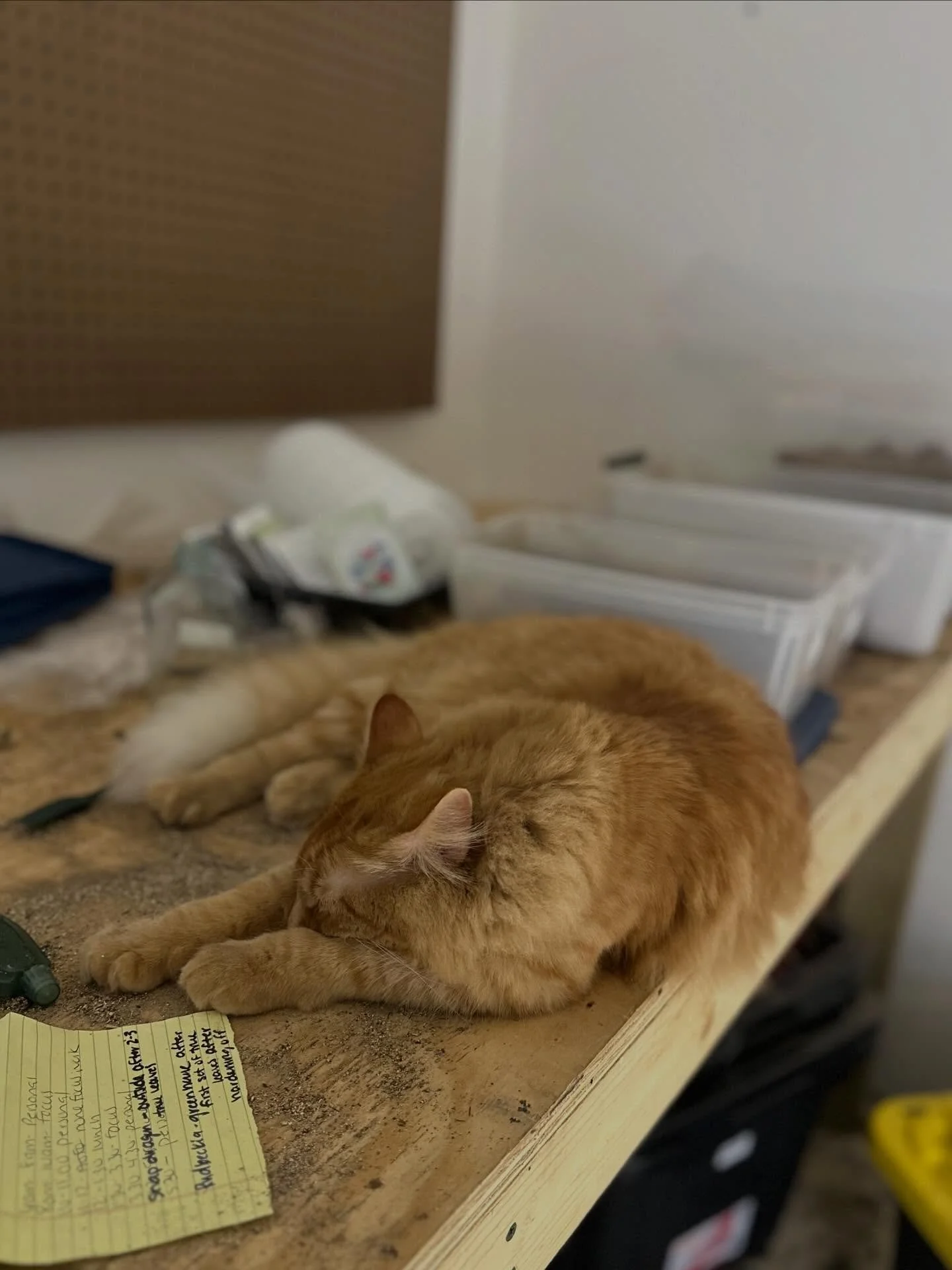 Our indoor, seed starting specialist, Mango, takes his job of getting into things, digging in vermiculite and taking naps very seriously. 
Is this a requirement for flower farming? Probably not, but he is pretty cute!

#tailwaterflowerfarm #flowerfar