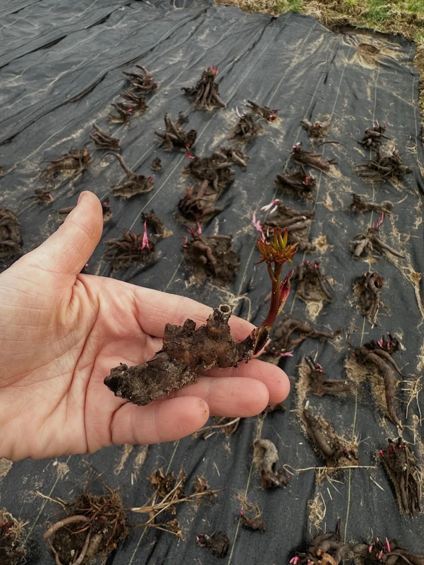 Here&rsquo;s your reminder to never toss the tiny roots! 

#tailwaterflowerfarm #peonyroots #peony #flowerfarm