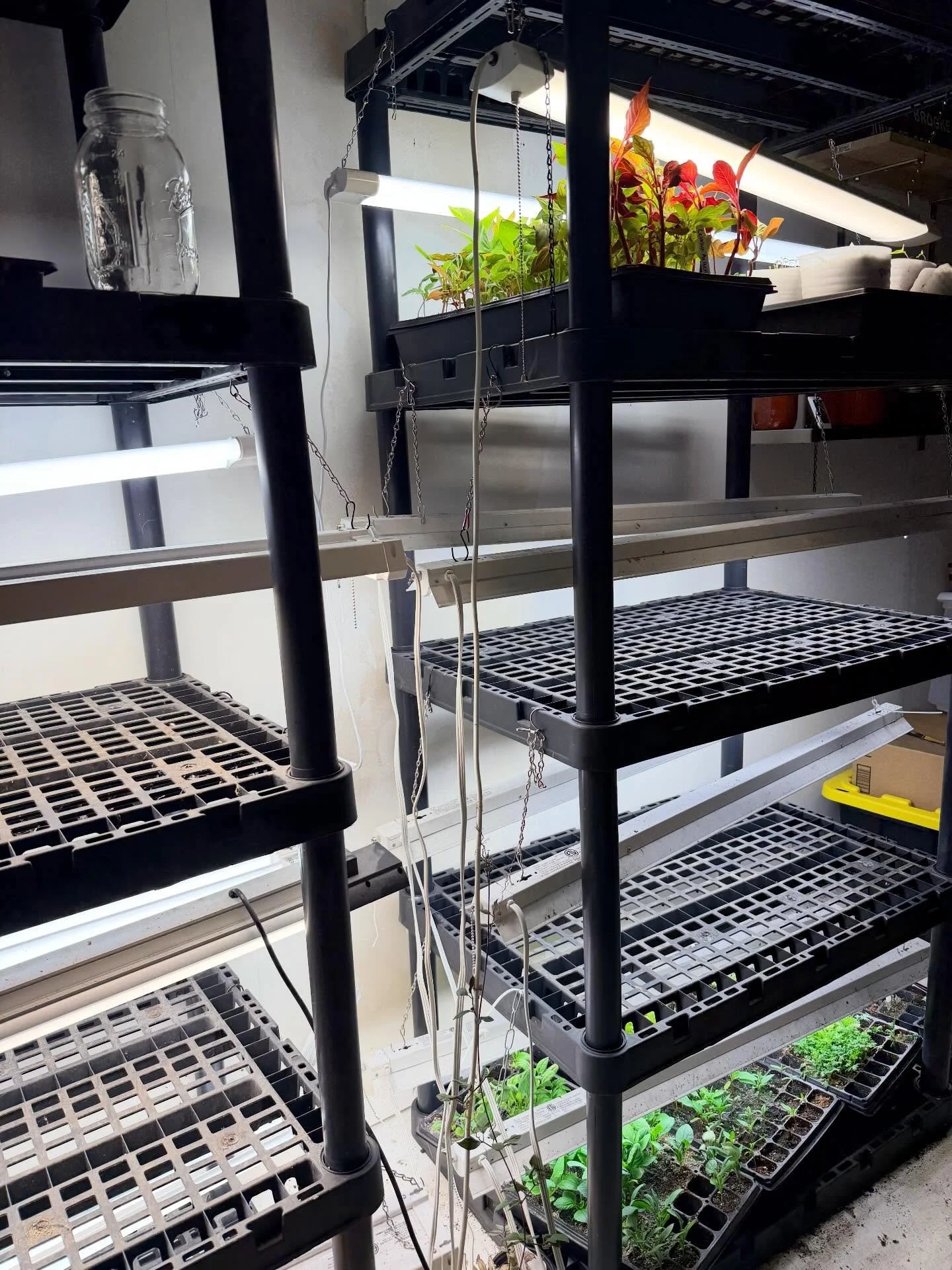 Can&rsquo;t say I&rsquo;m sorry to see them go! By this point I am very ready for Mother Nature to take over. Our last frost should hopefully be this week so all of these trays gotta toughen up. 

They will spend this week getting used to being outsi