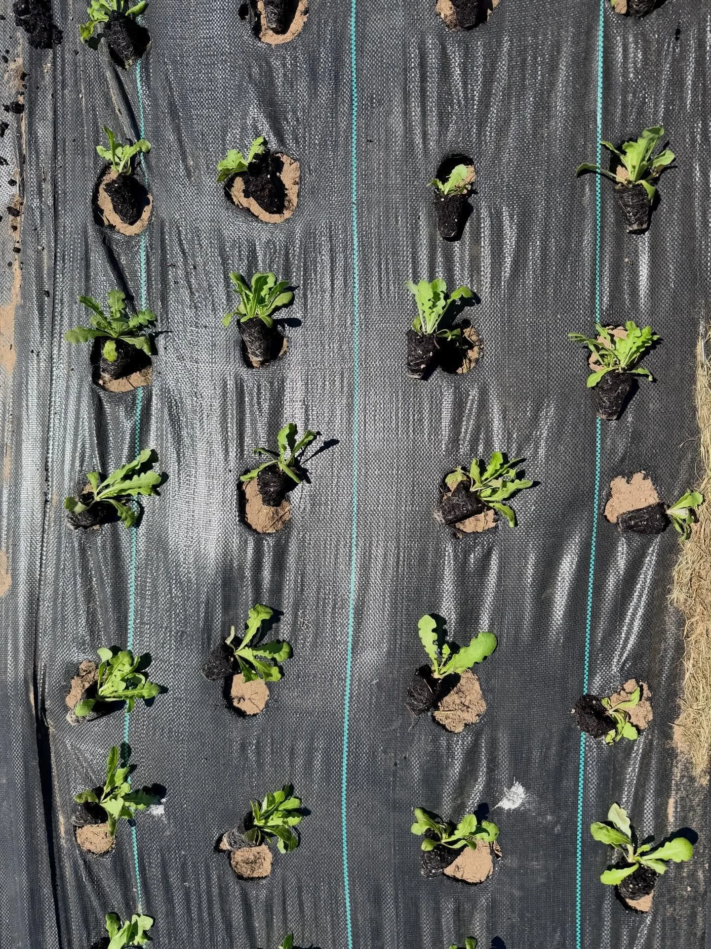 Phew. I&rsquo;m already sunburned and planting just started 😅The next two weeks will be filled with nonstop planting. More annual flats, hundreds of dahlia tubers and our personal vegetable garden still to go! Yesterday I got our statice, larkspur a