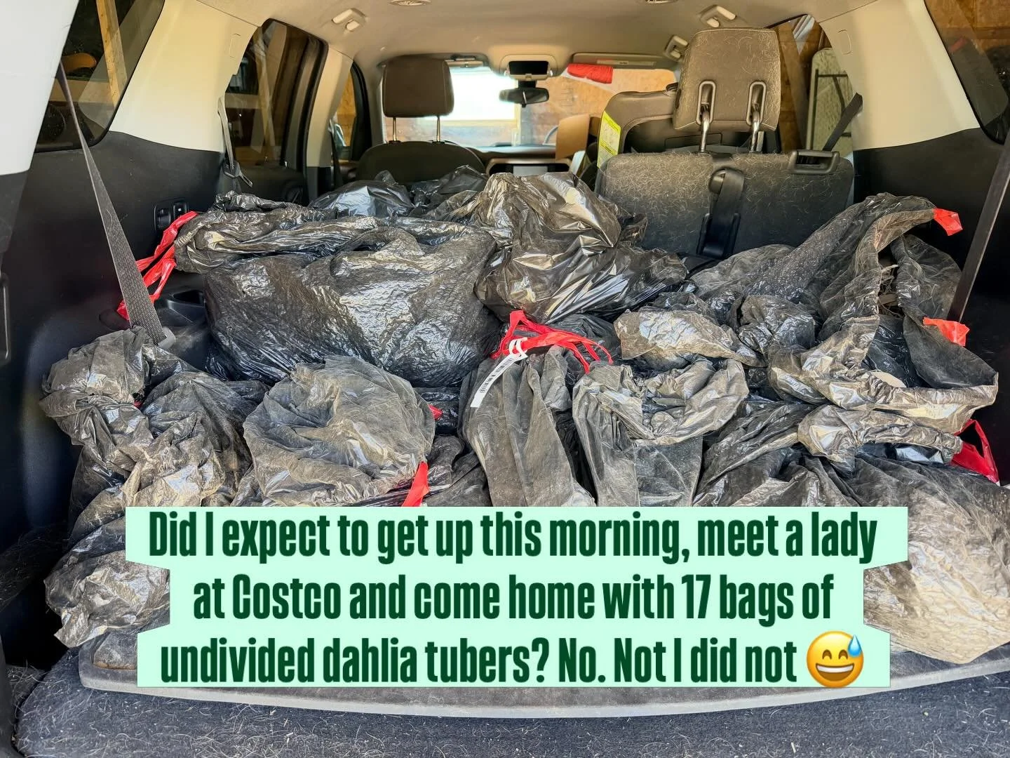 Story time cause I&rsquo;m still in shock 😂 

Yesterday a lady on Facebook posted in a flower group that she was retiring and wanted to offload a bunch of tubers for FREE. 🤯 She mentioned that she was a flower farm and florist so while she didn&rsq
