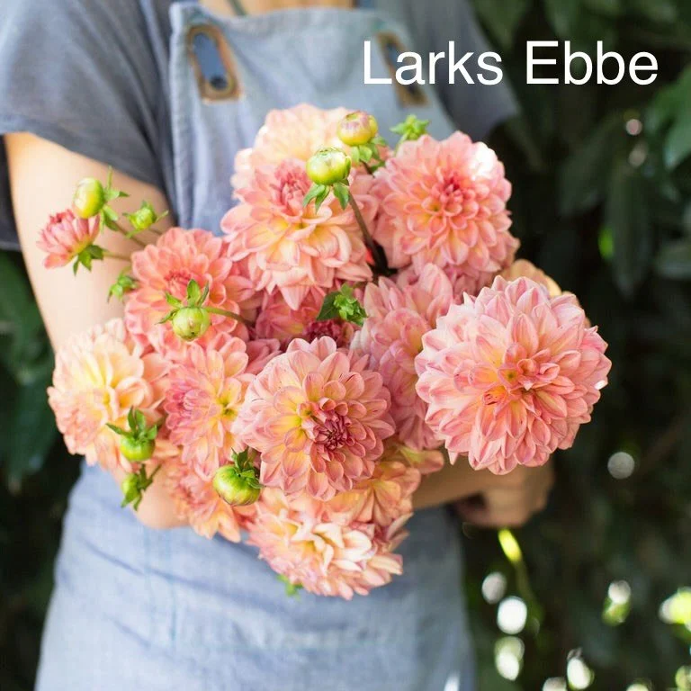 𝙴𝚡𝚝𝚛𝚊 𝙳𝚊𝚑𝚕𝚒𝚊𝚜 𝚞𝚙 𝚏𝚘𝚛 𝚐𝚛𝚊𝚋𝚜!

I can&rsquo;t plant them all and I don&rsquo;t want them to go in the compost so please bring them home and plant them in your garden! 

Just comment which varieties you want and how many tubers. Som