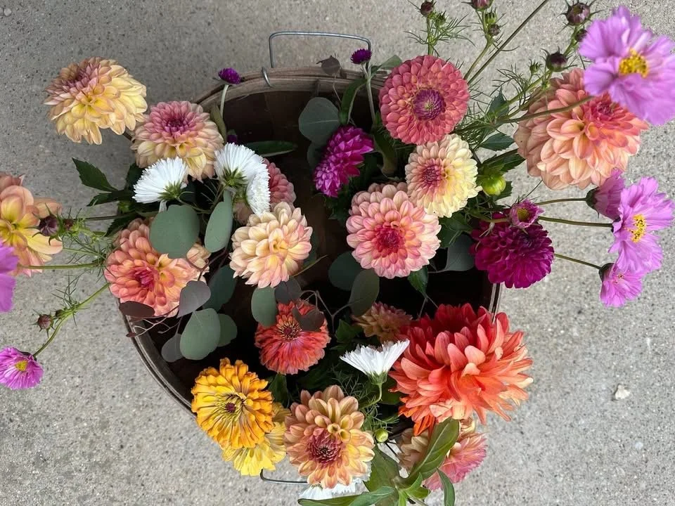 Dahlia Bouquet Subscription