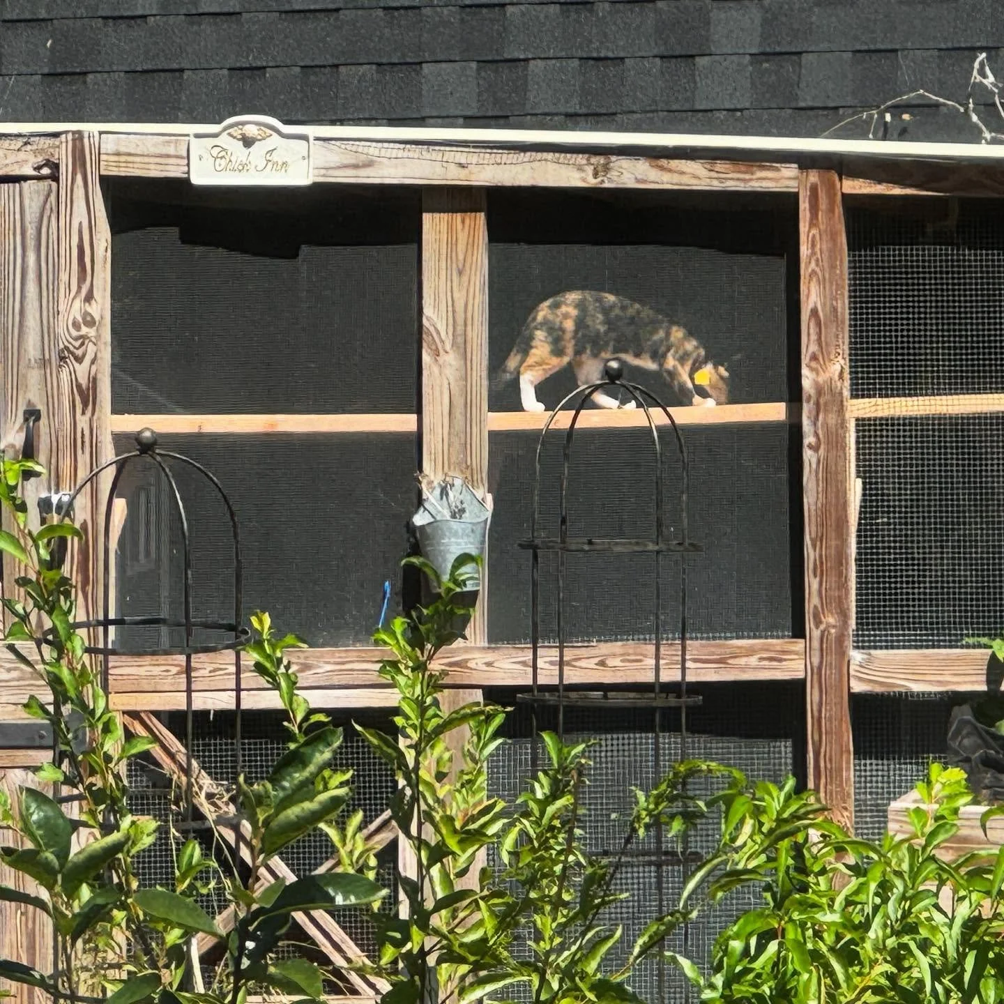 ✨ New perch, happy cat ✨
We built Maple her very own platform inside the chicken coop so she can sit up high, keep an eye on the flock, and watch me work from the outside. 🐓🐈 She absolutely loves it&mdash;and now she can stroll the entire length of