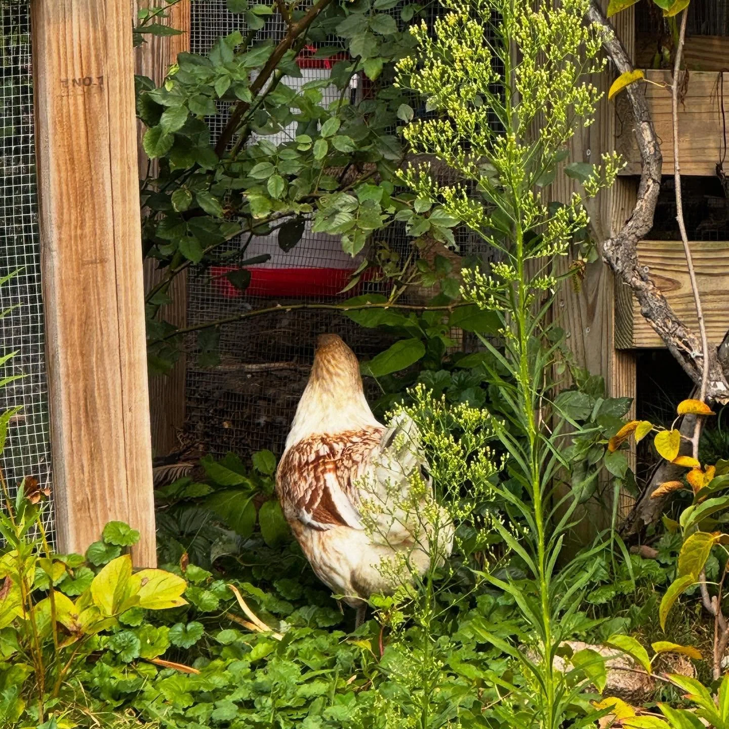 They told me not to let my chickens in the garden because they&rsquo;d ruin it&hellip; but honestly, it&rsquo;s my favorite thing. 🐓🌱 Watching them wander through the flowers and greenery is my favorite time of day. Simple little joys. 💛

#backyar