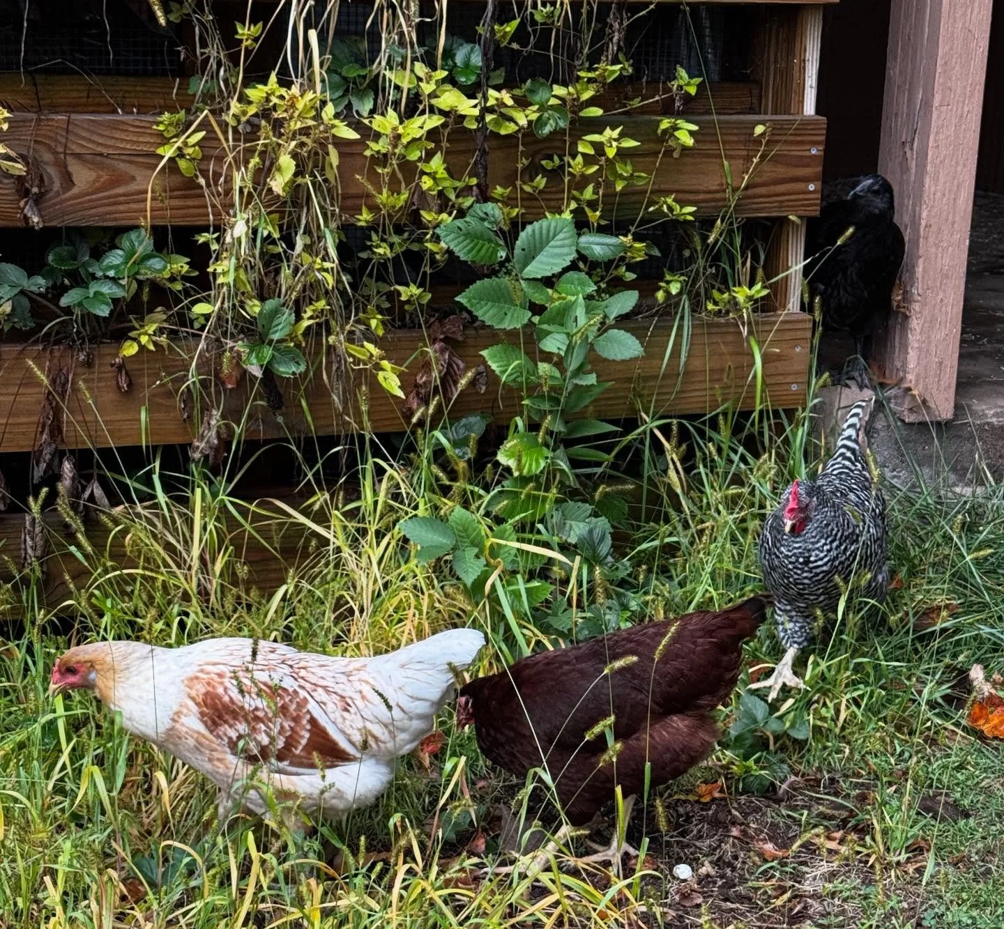 Morning foraging crew 🌿🐓 The hens are hard at work turning weeds into eggs, keeping our little orchard ecosystem buzzing. Every peck is part of the farm rhythm here at Frostin Farms. 💛 #LittleFarmBigTaste #FrostinFarms #BackyardOrchard #FarmFreshE