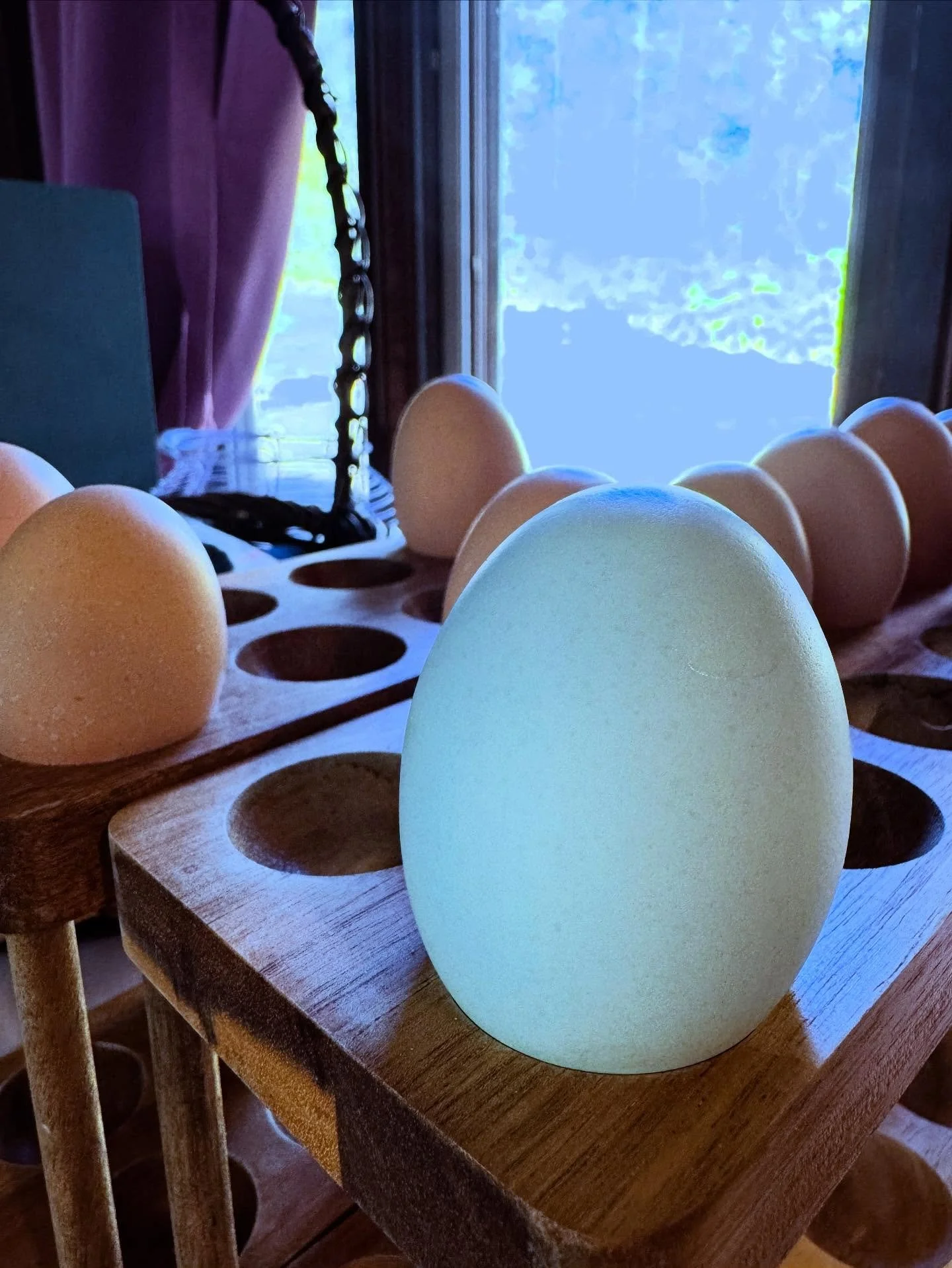 Big news on the farm &mdash; our brand new hens just laid their very first eggs this week, and one of them is a gorgeous pale blue double yolk! 💙
It&rsquo;s always such a joy to see new life begin here, especially knowing what it means for our commu