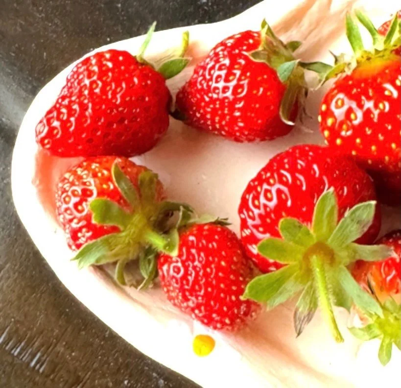 Free strawberry plants coming soon. These aren&rsquo;t just any strawberries. After testing many varieties, these are my personal all time favorite. The berries are big, shiny, worthy of pies. I&rsquo;ve never seen berries like this in a store before