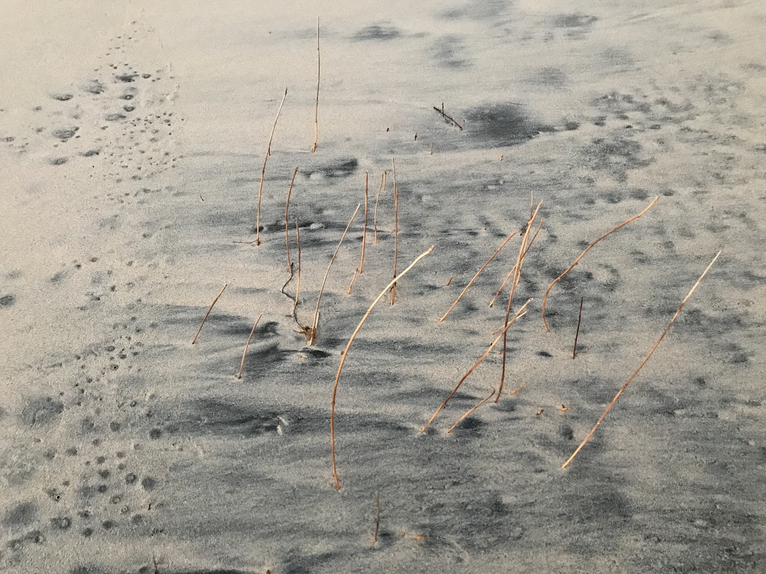 charcoal and beige colored natural sand  art with beach grass stems poking up in the middle of the photo and illuminated by the sunlight.