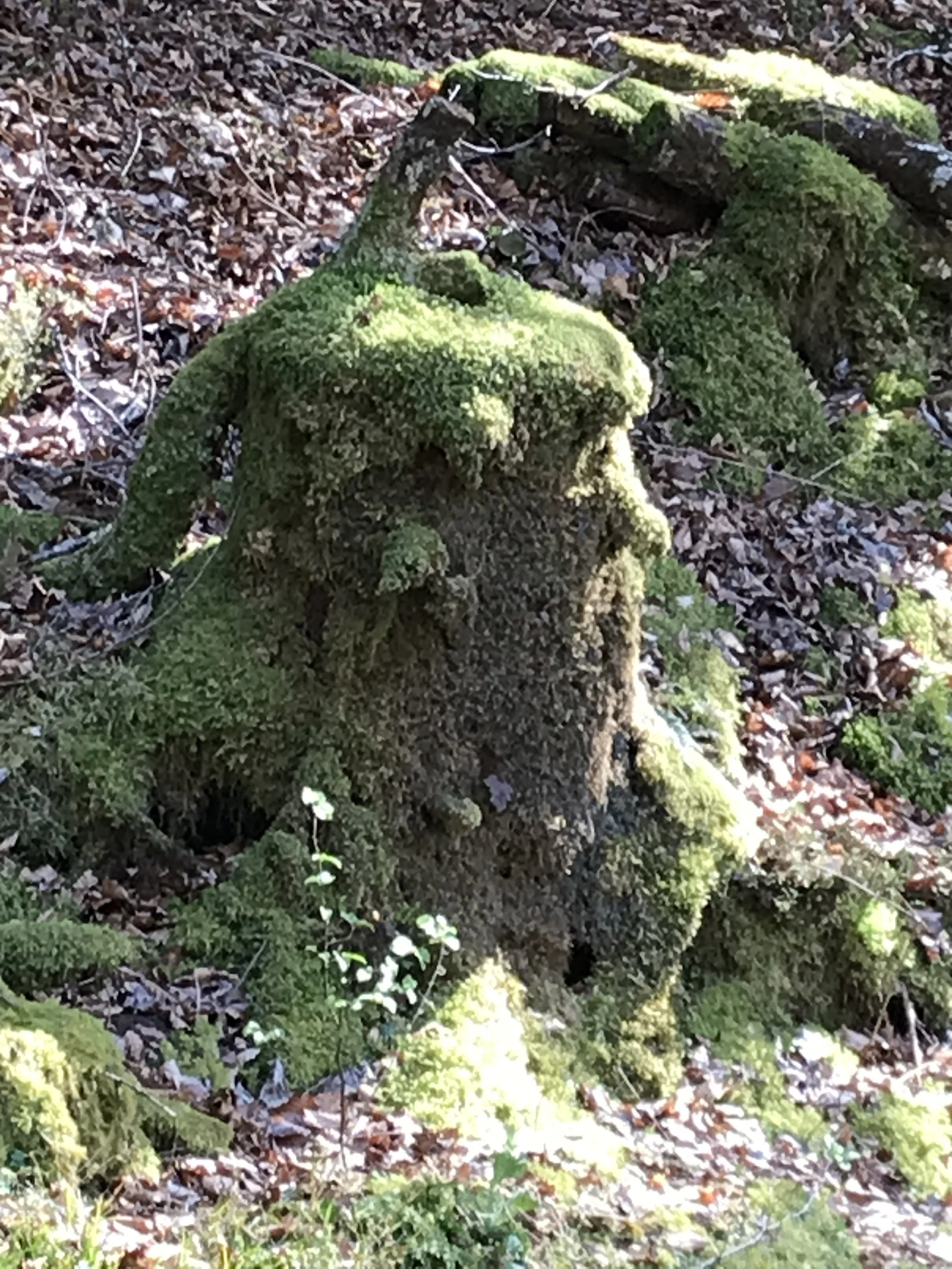 moss covered tree stump resembling a man's face with sunlight shining upon it and dry leaves surrounding it