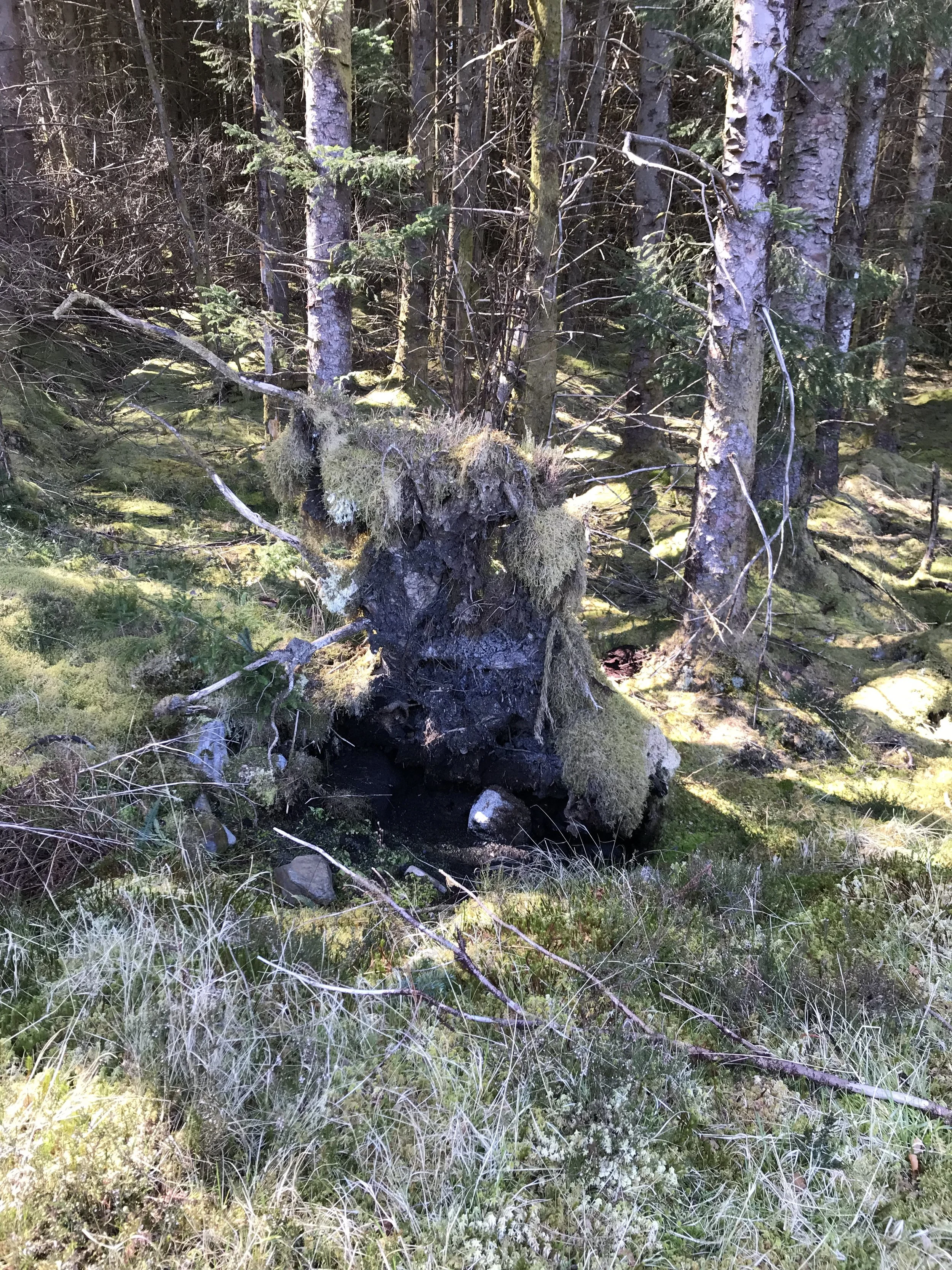 roots of a fallen tree resembling faces at the edge of a birch and pine tree forest with moss covered ground