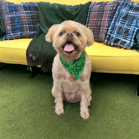 A happy-looking dog in a green bandana
