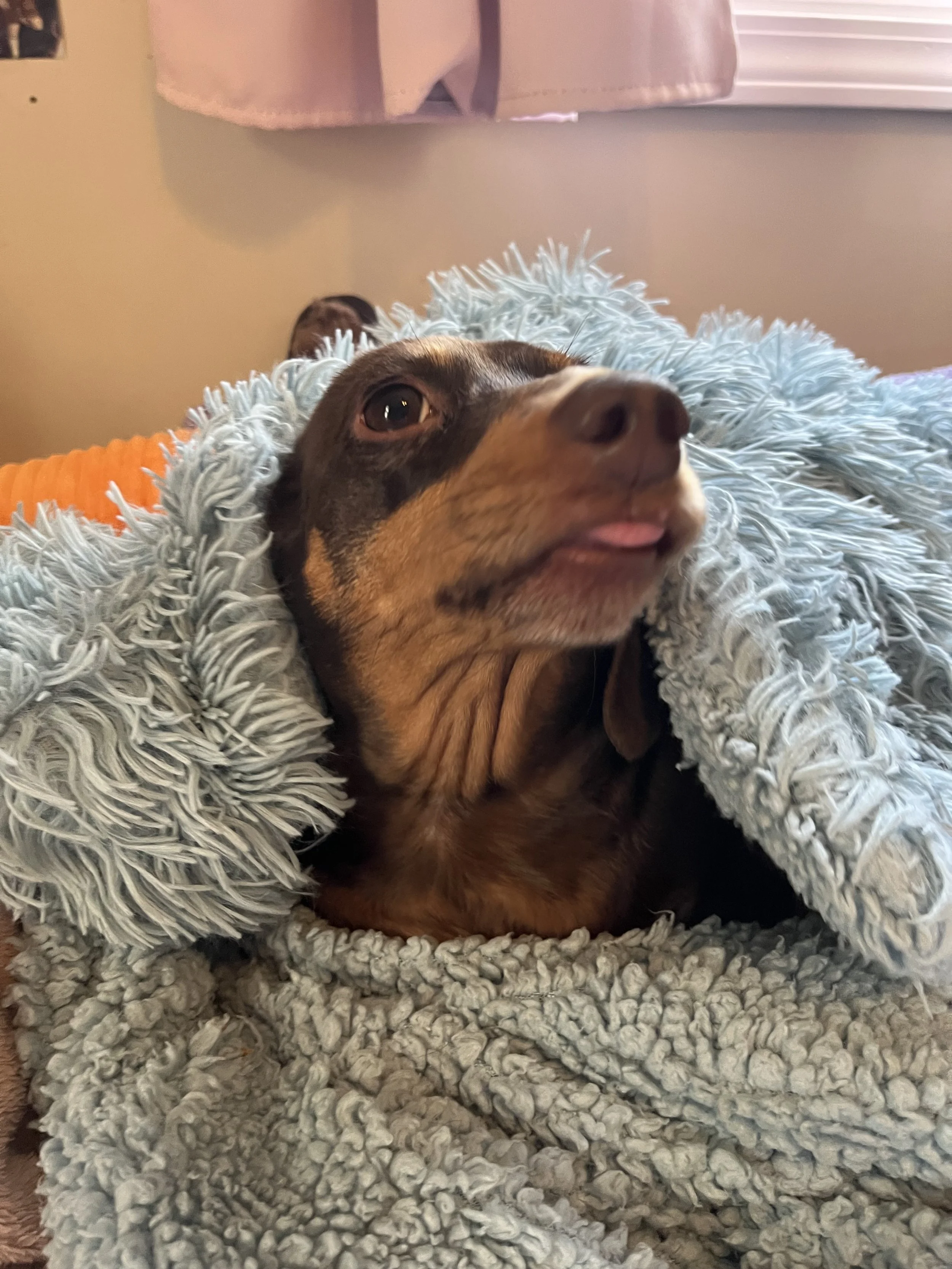 Close-up of a small dog with a smooth, dark coat and tan markings, wrapped in a fluffy gray blanket.