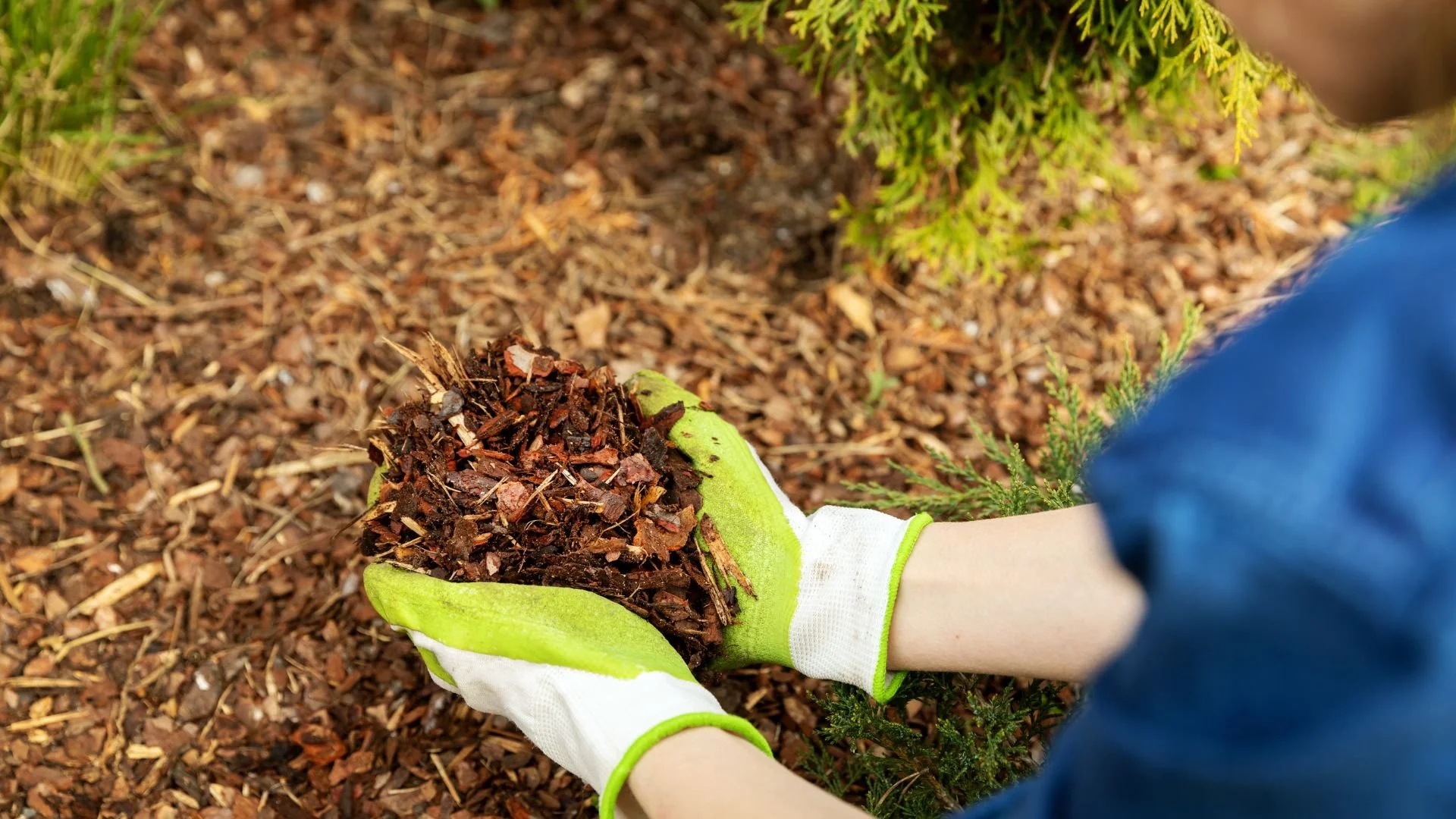 A garden sprinkler watering plants in a garden bed with green bushes, on moist soil.