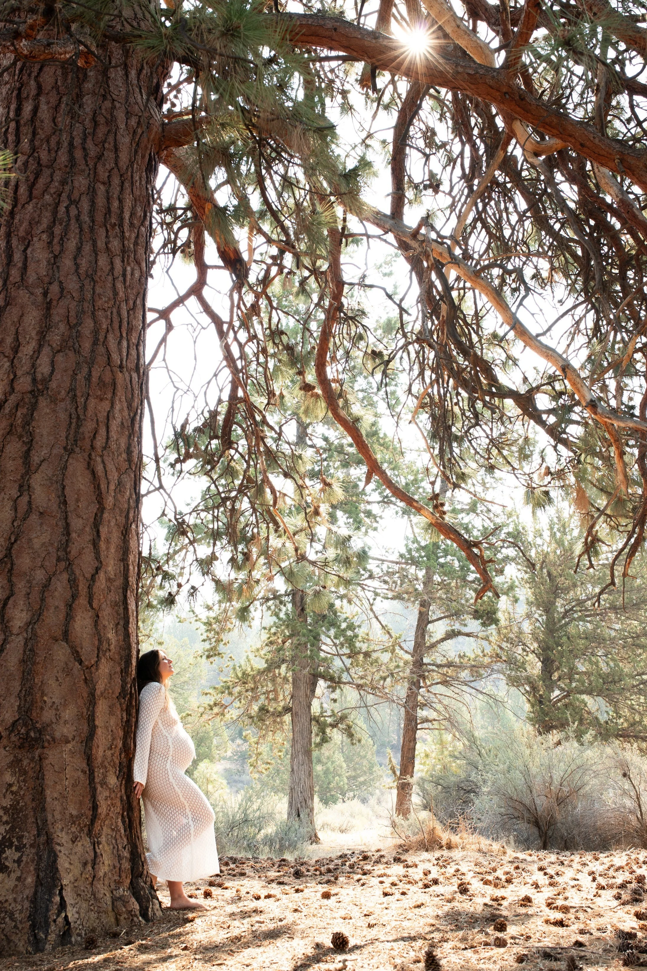 A pregnant woman in a white dress stands barefoot beside a large tree trunk, looking up at the branches in a sunlit forest clearing with pine trees and dry ground.