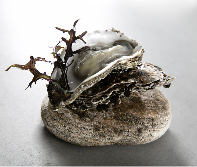 Et åbnet østers placeret på en sten med tang i skallen.