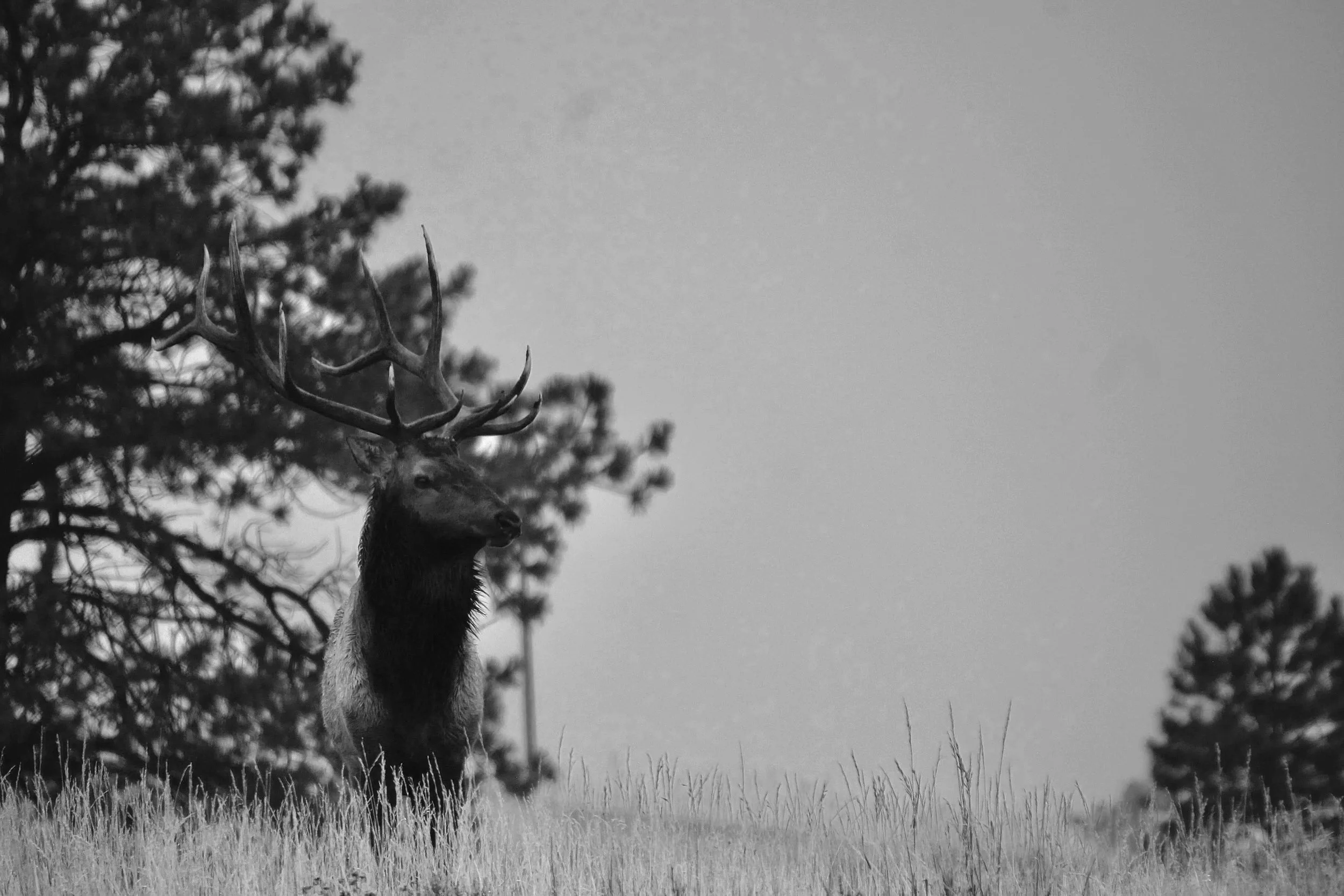 Black and white photo of a large elk with impressive antlers standing in a grassy field with trees in the background.