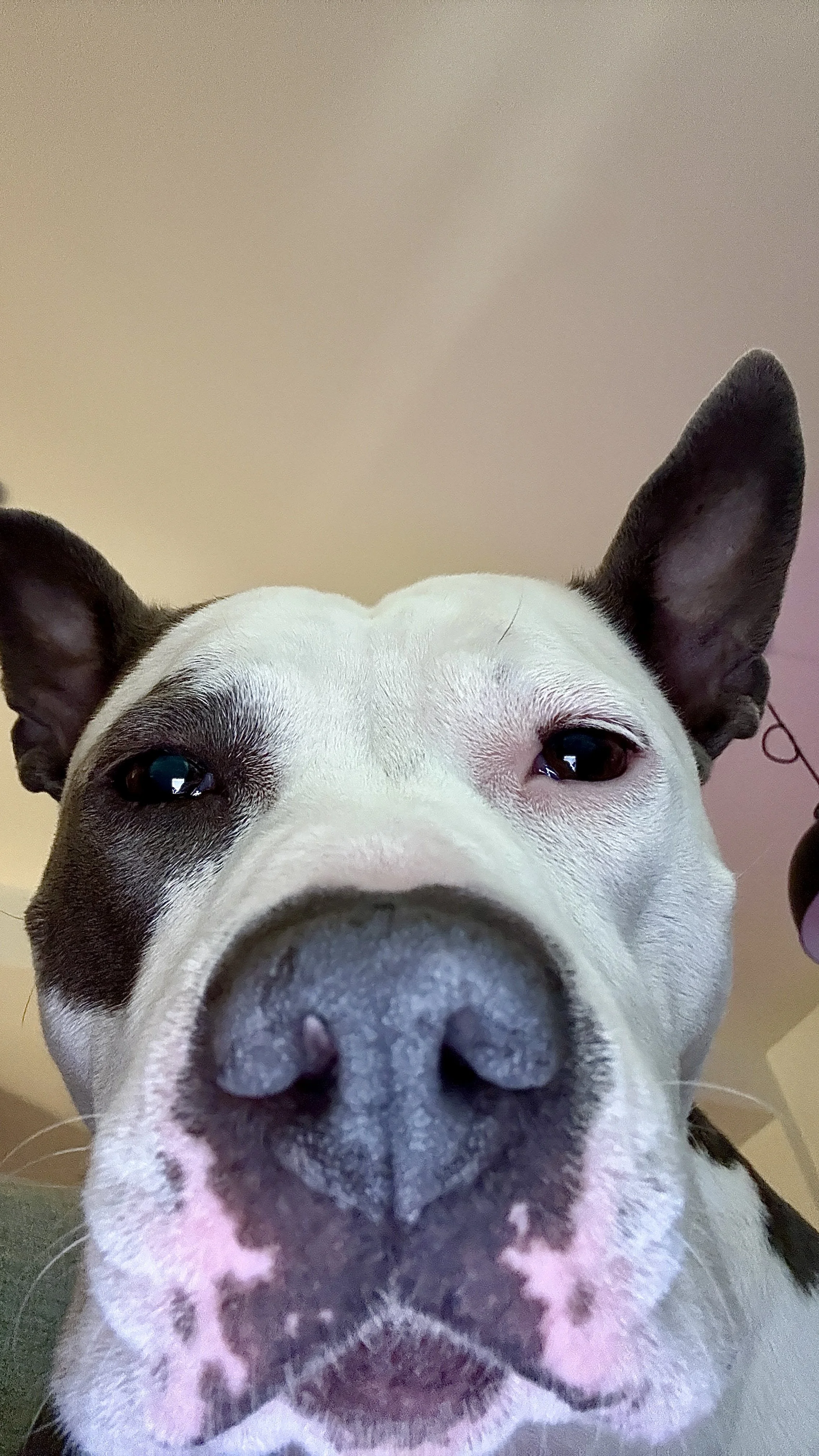 Why My Dog Is Basically My Therapist.