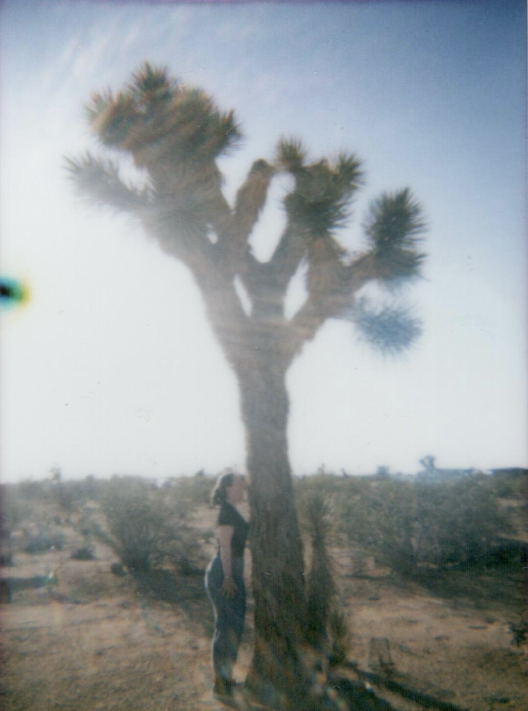 Joshua Tree.