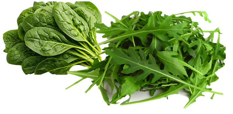 Fresh spinach and arugula leaves on a white background.
