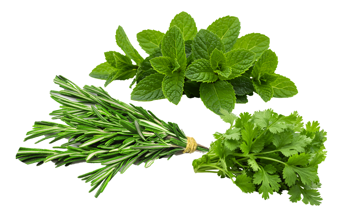 Bunch of fresh mint, rosemary, and cilantro herbs scattered on a white background.