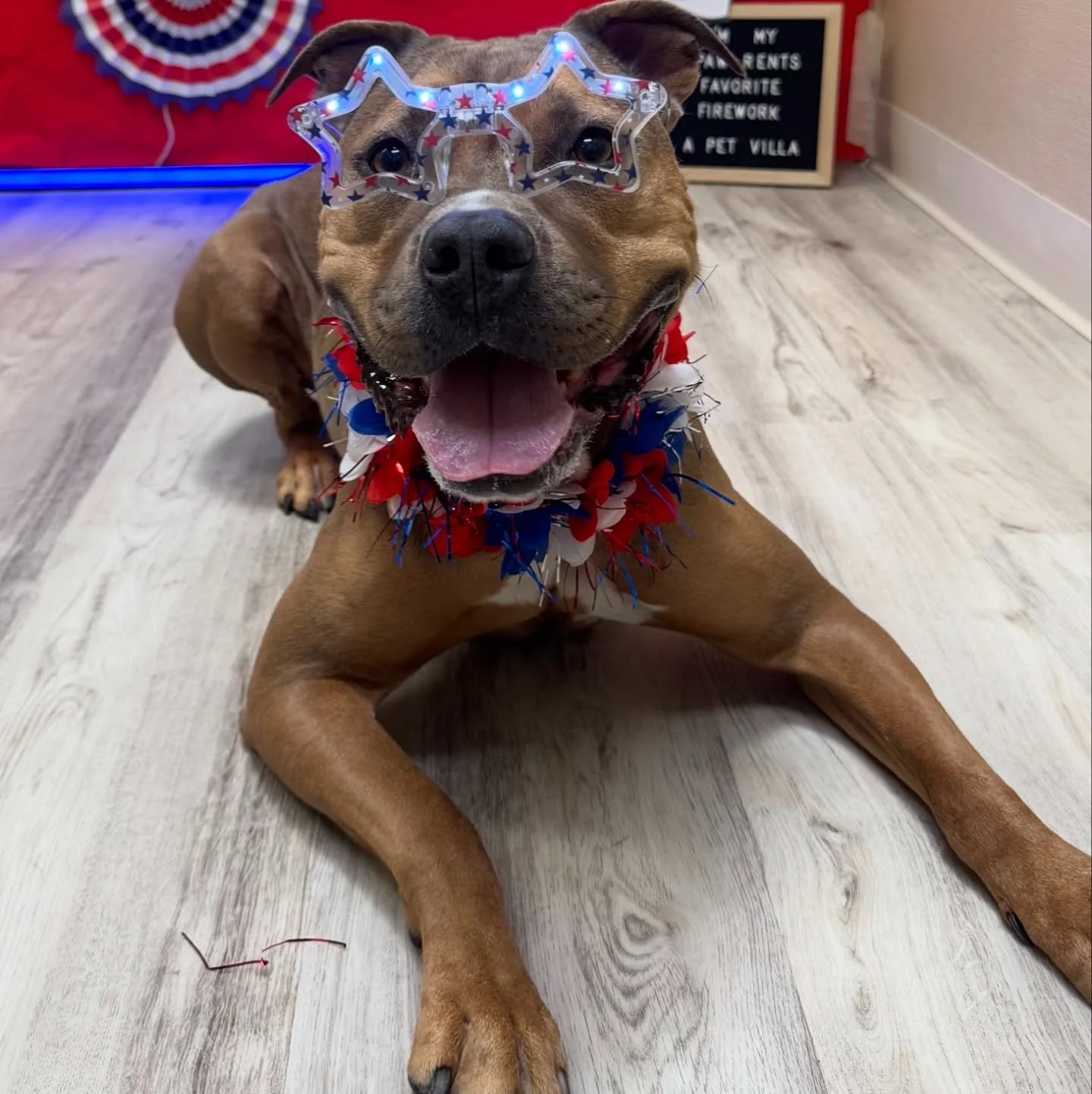 Ella is just too cute not to post! My little American Bully - silly as ever but all snuggles, kisses &amp; a little crazy! 

#pitbull #pitsofinstagram #americanbullybreed