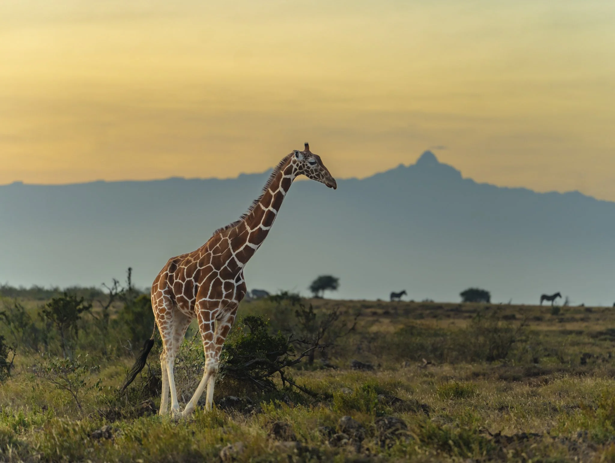 Wiz's Camp Wildlife-124.jpg