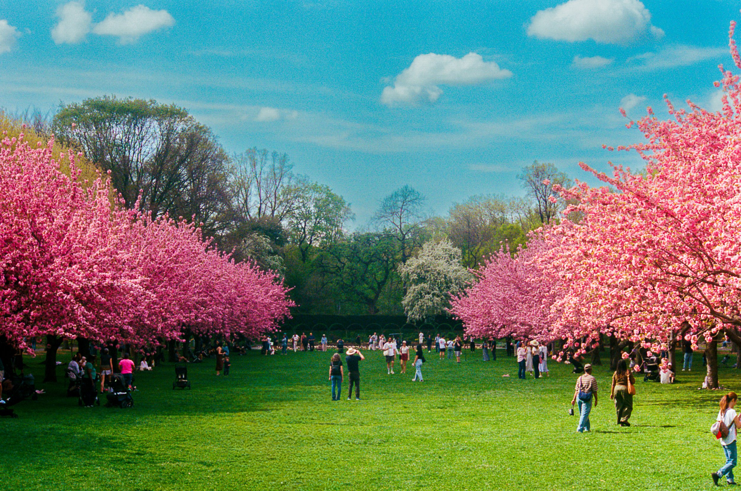 Cherry Blossoms Edited-8.jpg