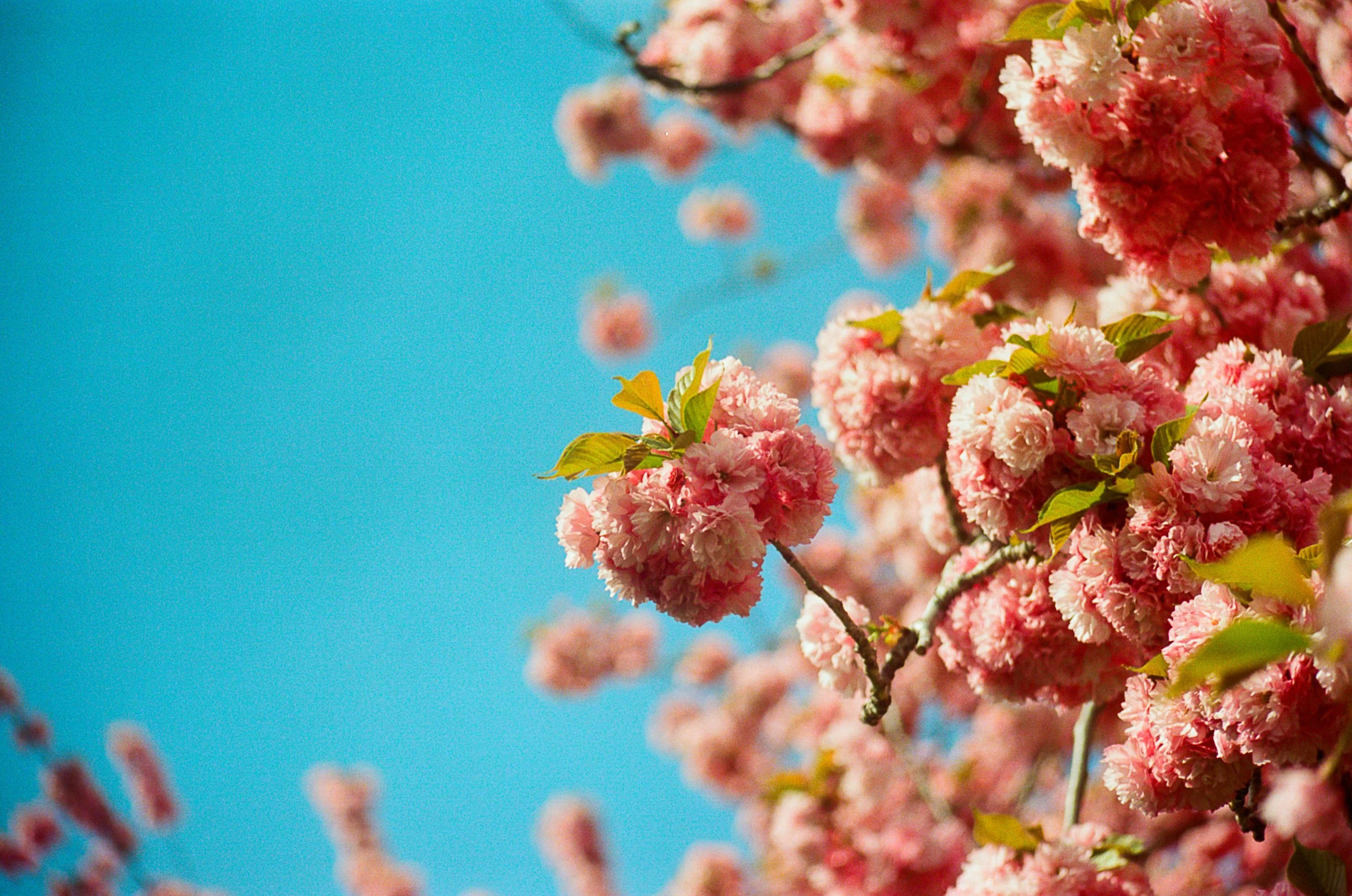 Cherry Blossoms Edited-5.jpg