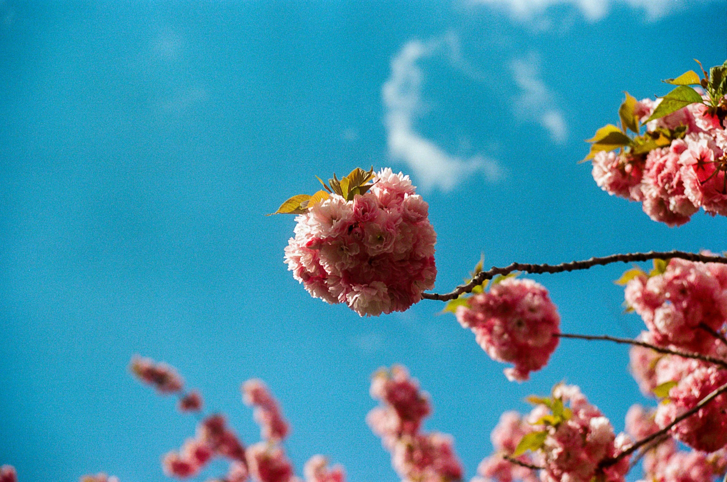 Cherry Blossoms Edited-4.jpg