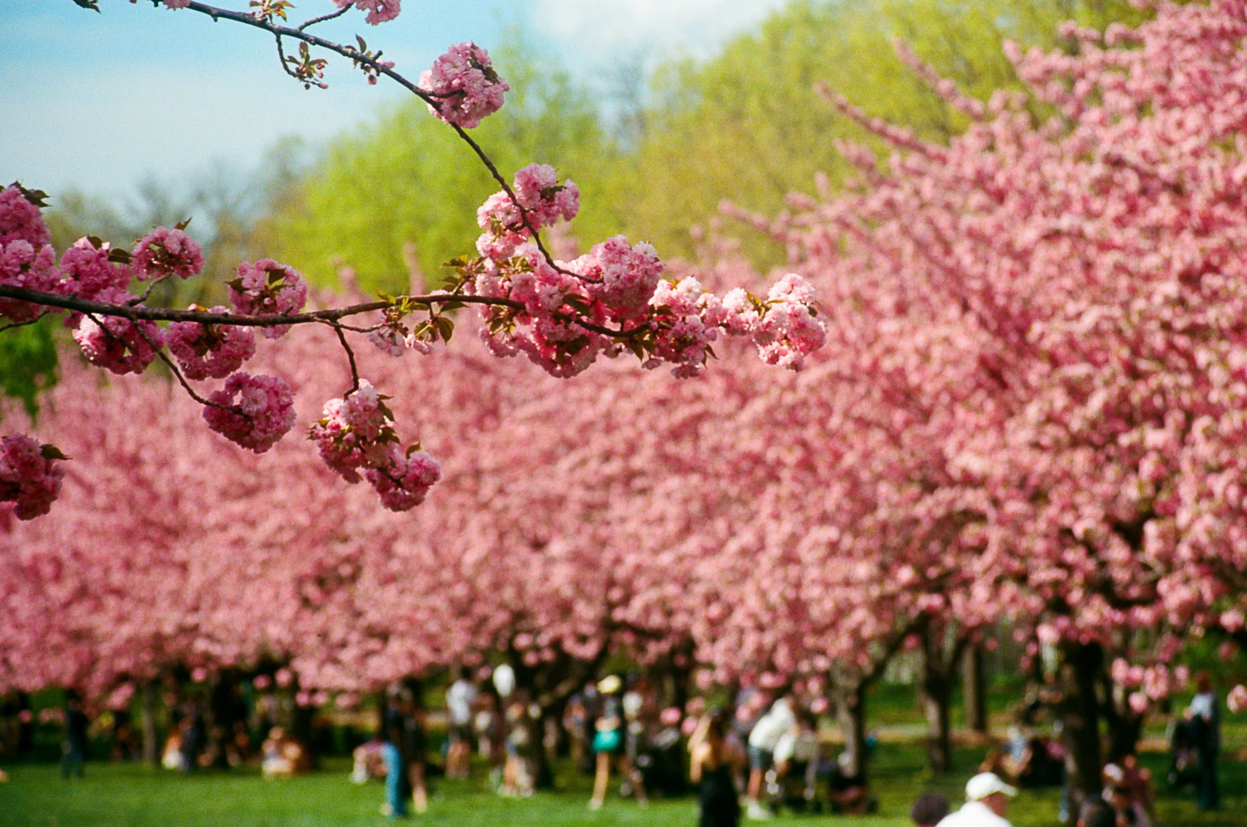 Cherry Blossoms Edited-3.jpg
