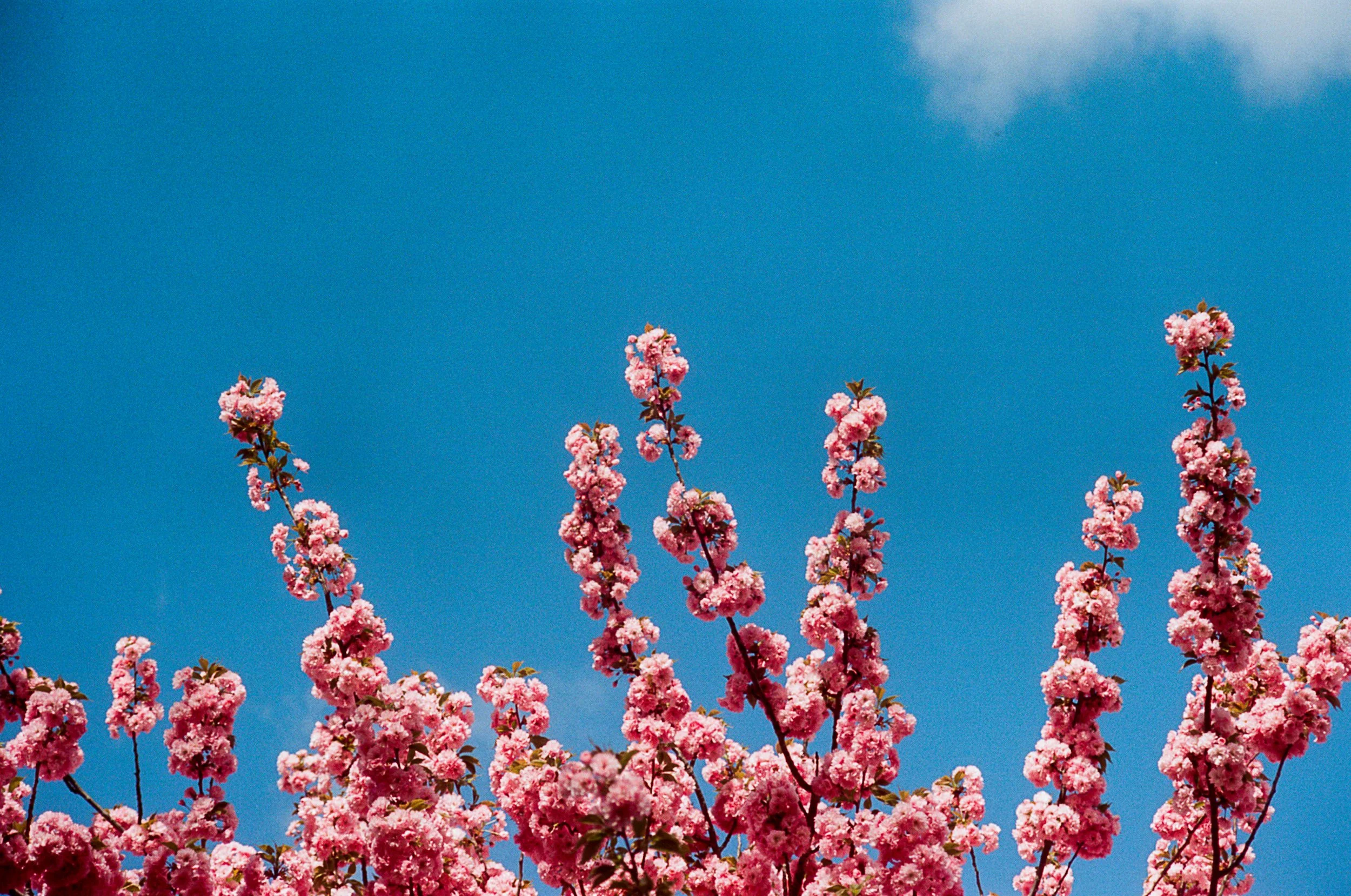 Cherry Blossoms Edited-9.jpg