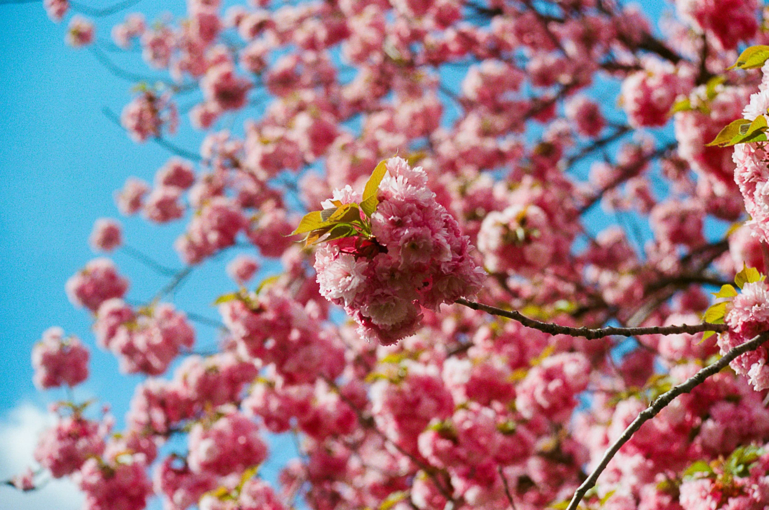 Cherry Blossoms Edited-6.jpg