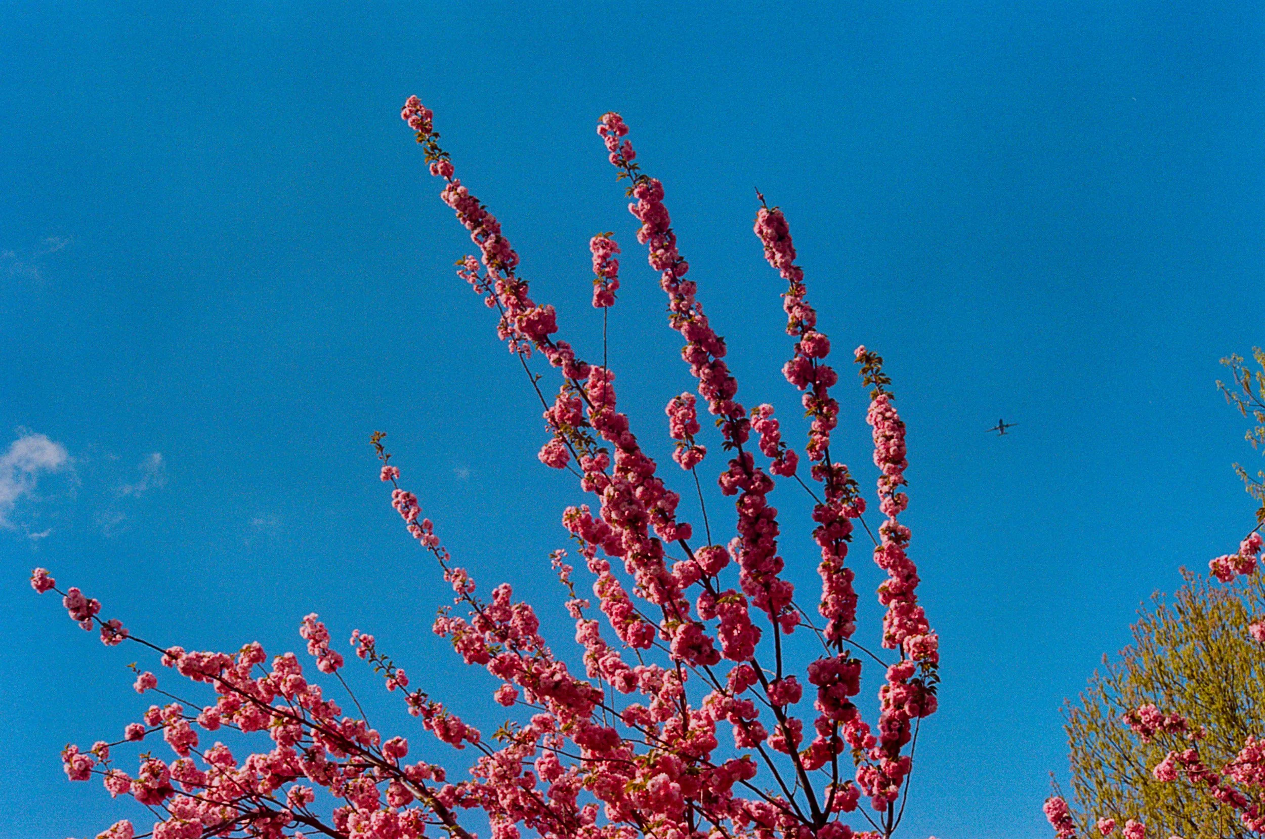Cherry Blossoms Edited-7.jpg