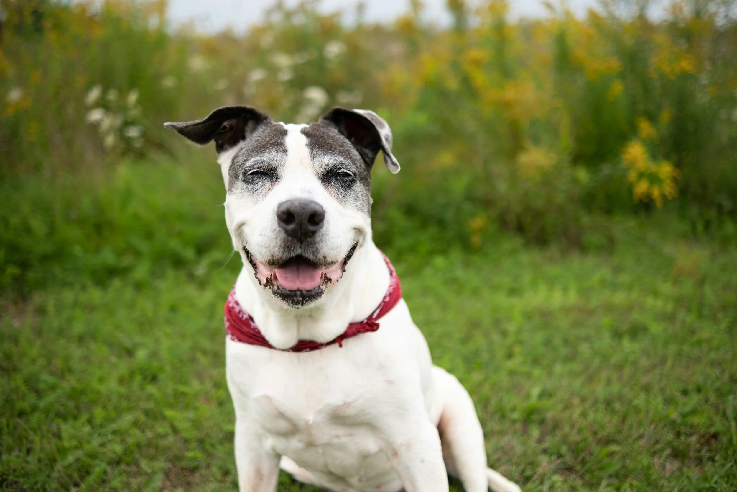 Smiling black and white dog sitting on green grass with a blurred background of trees with yellow leaves.