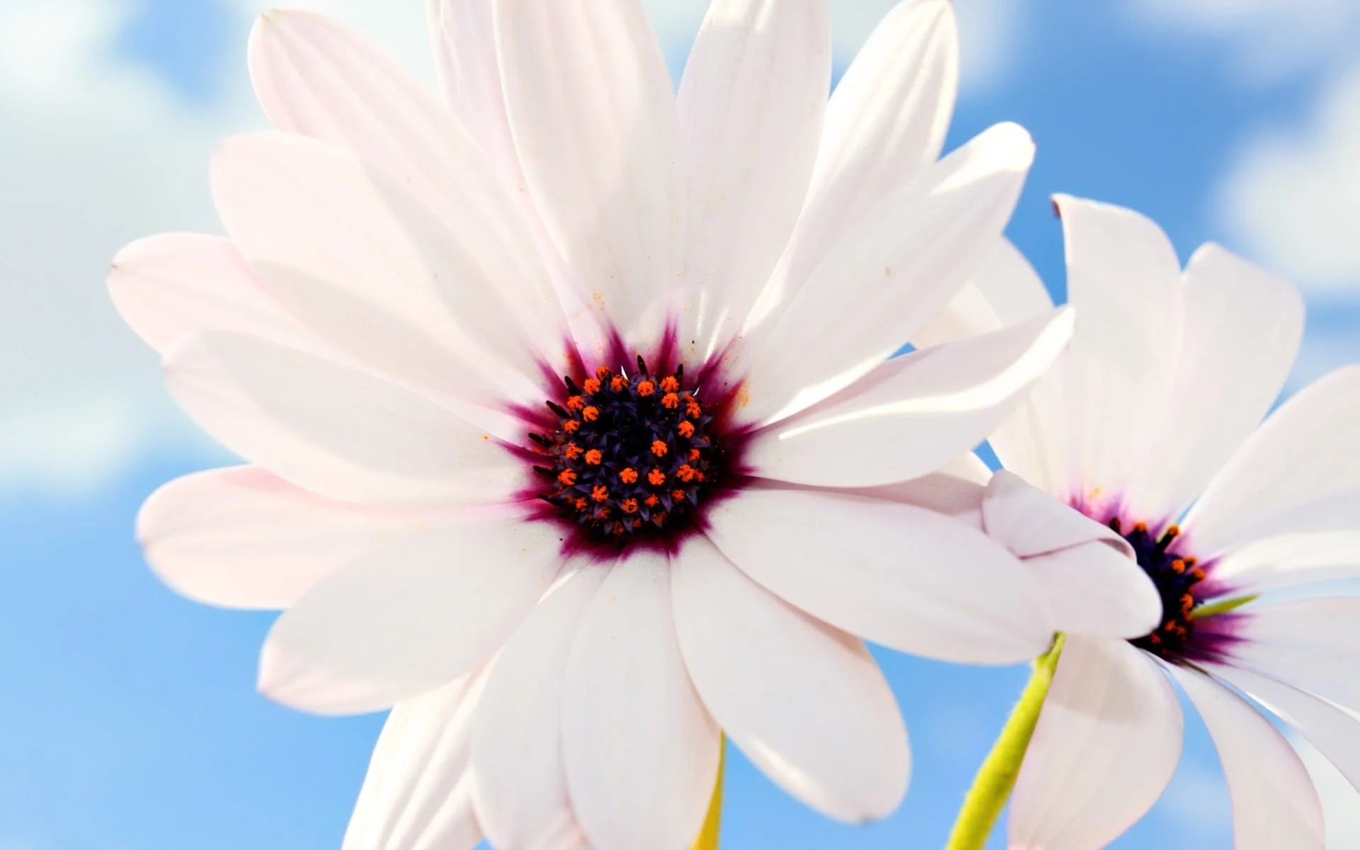 Close-up of white flowers with dark centers and purple edges against a blue sky background.