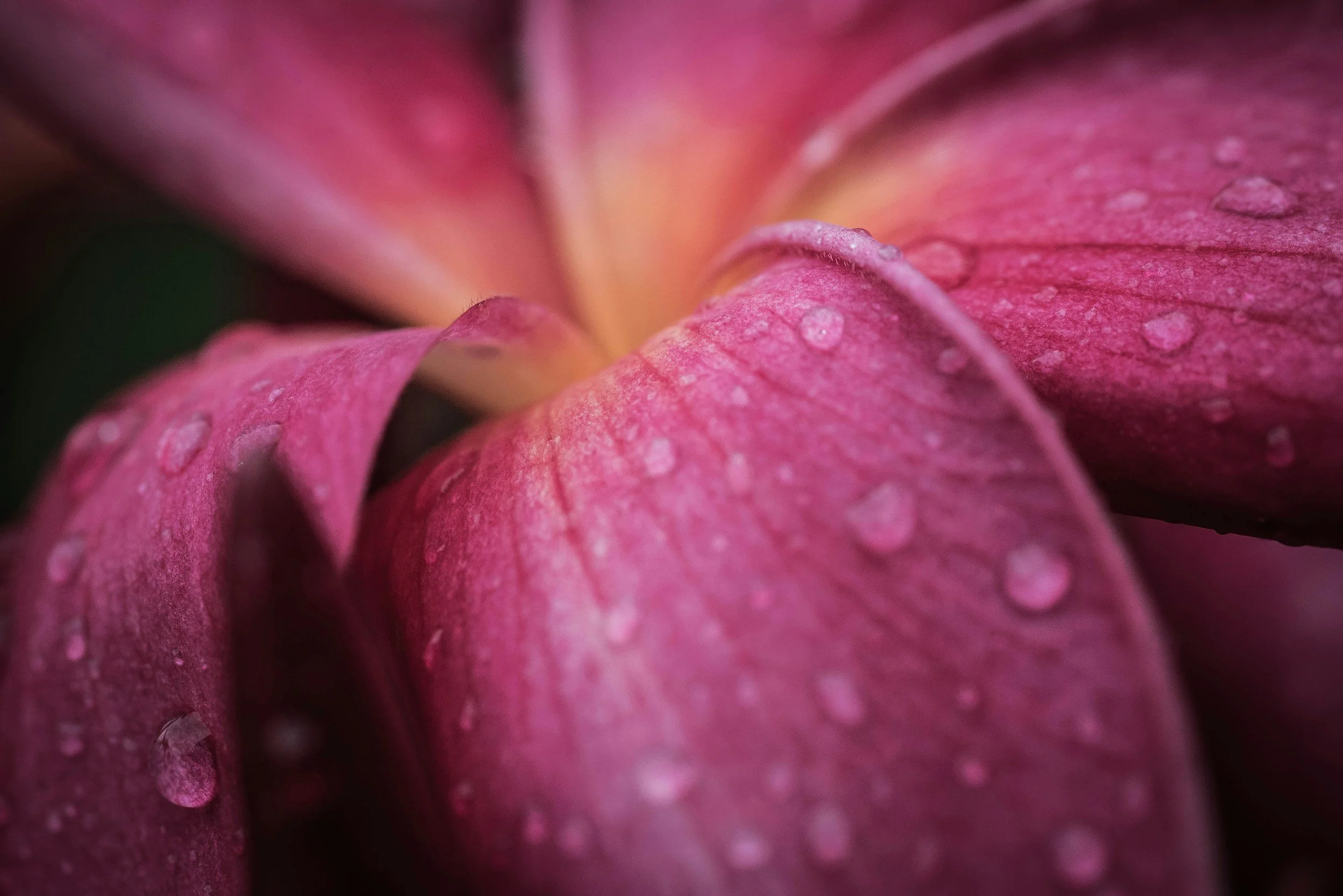 Close-up of pink flower petals with water droplets.