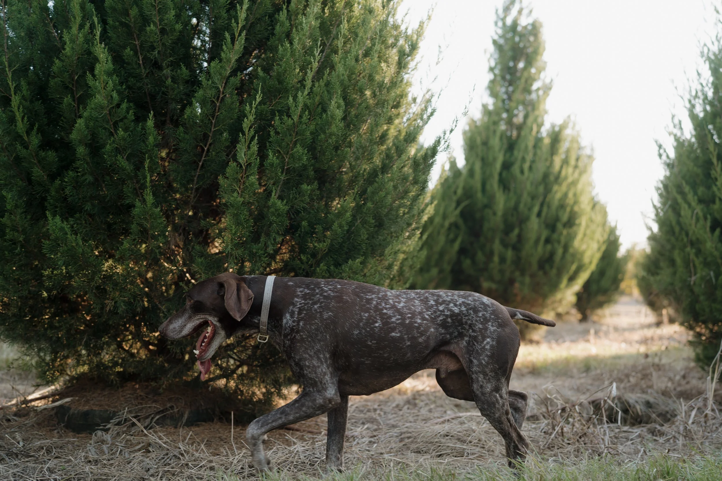 A large dog with a dark coat and white spots running outdoors on a dirt path, passing by green coniferous trees on a sunny day in Northern Mississippi. 