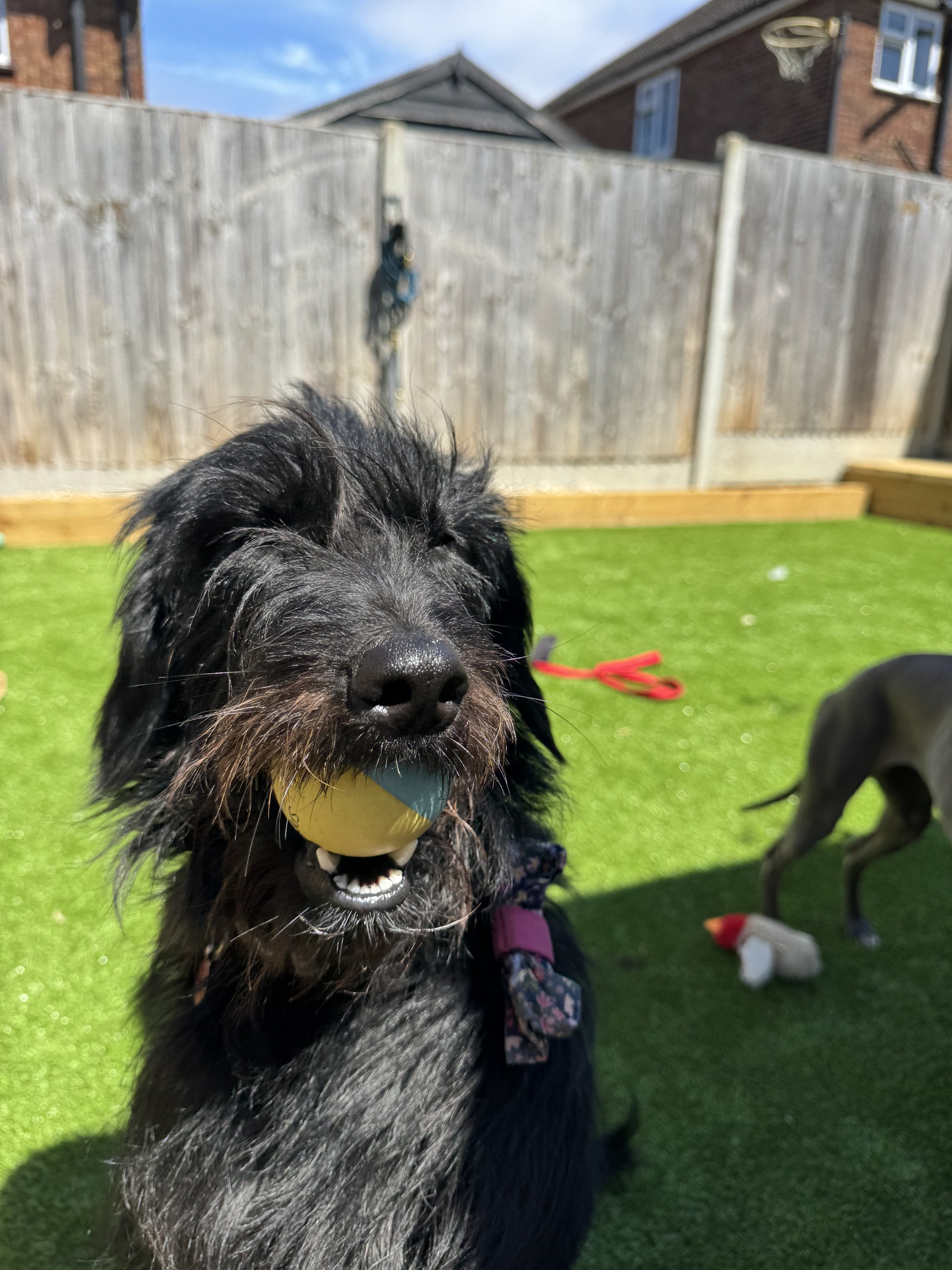 Black dog with a yellow and blue ball in its mouth, playing outdoors on green artificial grass with a wooden fence in the background.