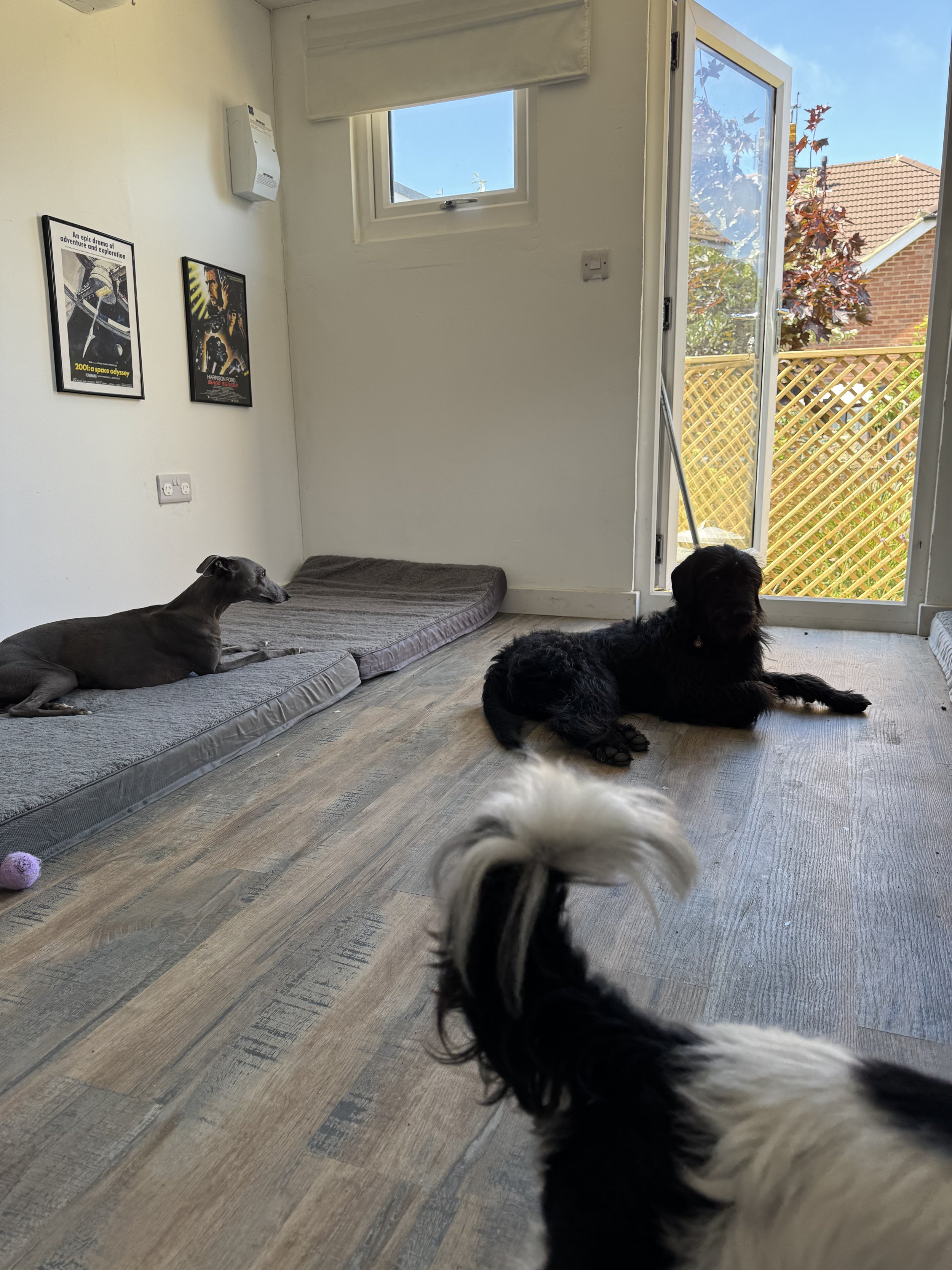 Three dogs inside a room, one laying on the floor near a wall with pictures, another lying down closer to the open door, and a third one partially visible in the foreground. The room has wooden flooring and a glass door leading outside with a view of