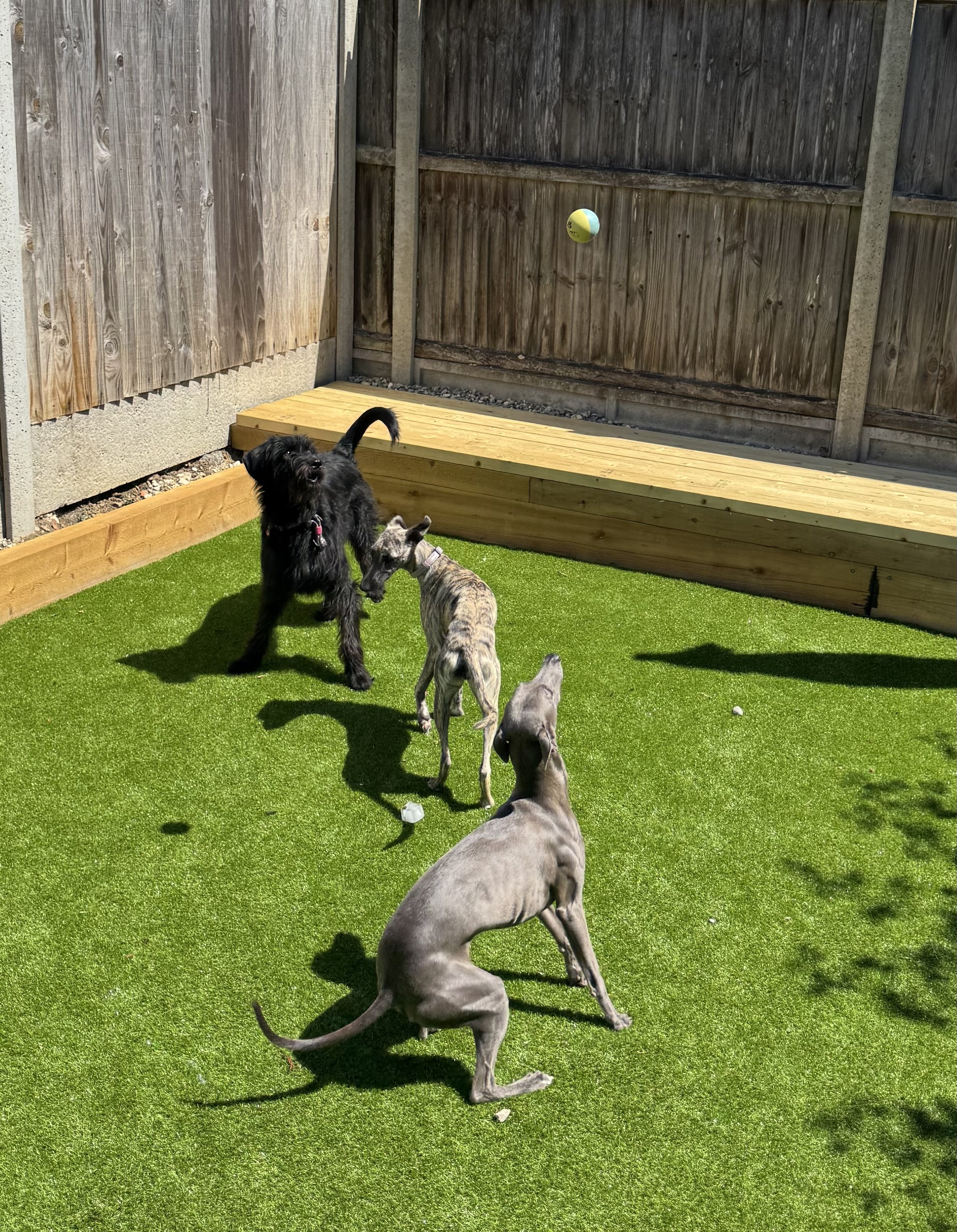 Three dogs playing in a fenced backyard with artificial grass, a black dog, a brindle dog, and a gray dog, watching a yellow and blue ball in mid-air.