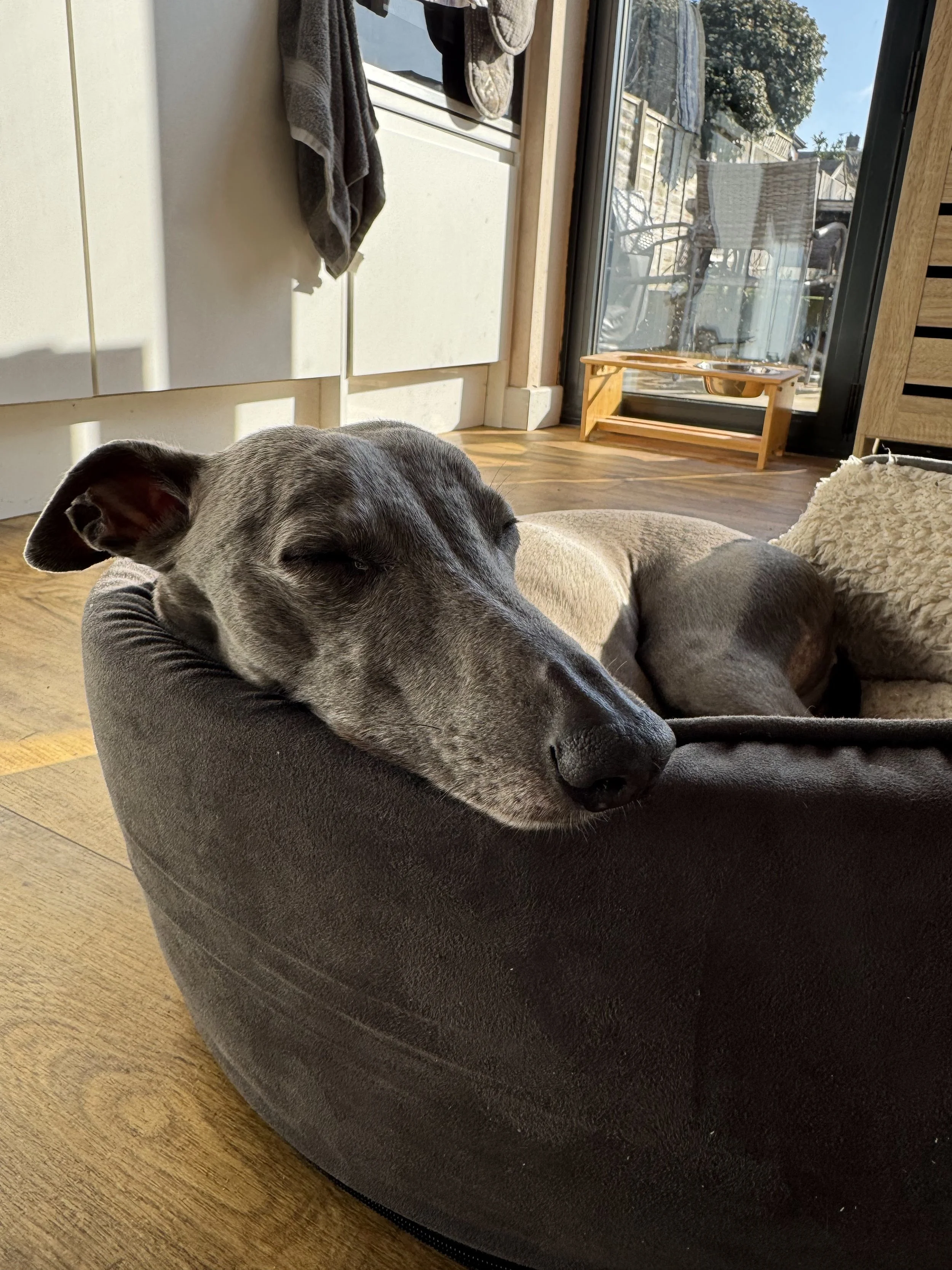 Blue kitchen bed.JPG